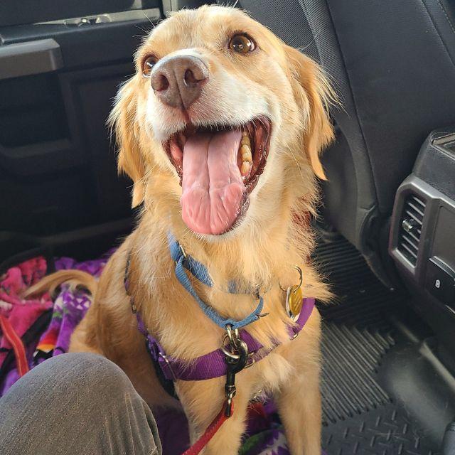 Enlarge Ruby (26-099), a Adoptable mixed breed in Minnetonka, MN image 5/6