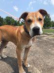 Cai, an adoptable Mixed Breed in Ferriday, LA, 71334 | Photo Image 1