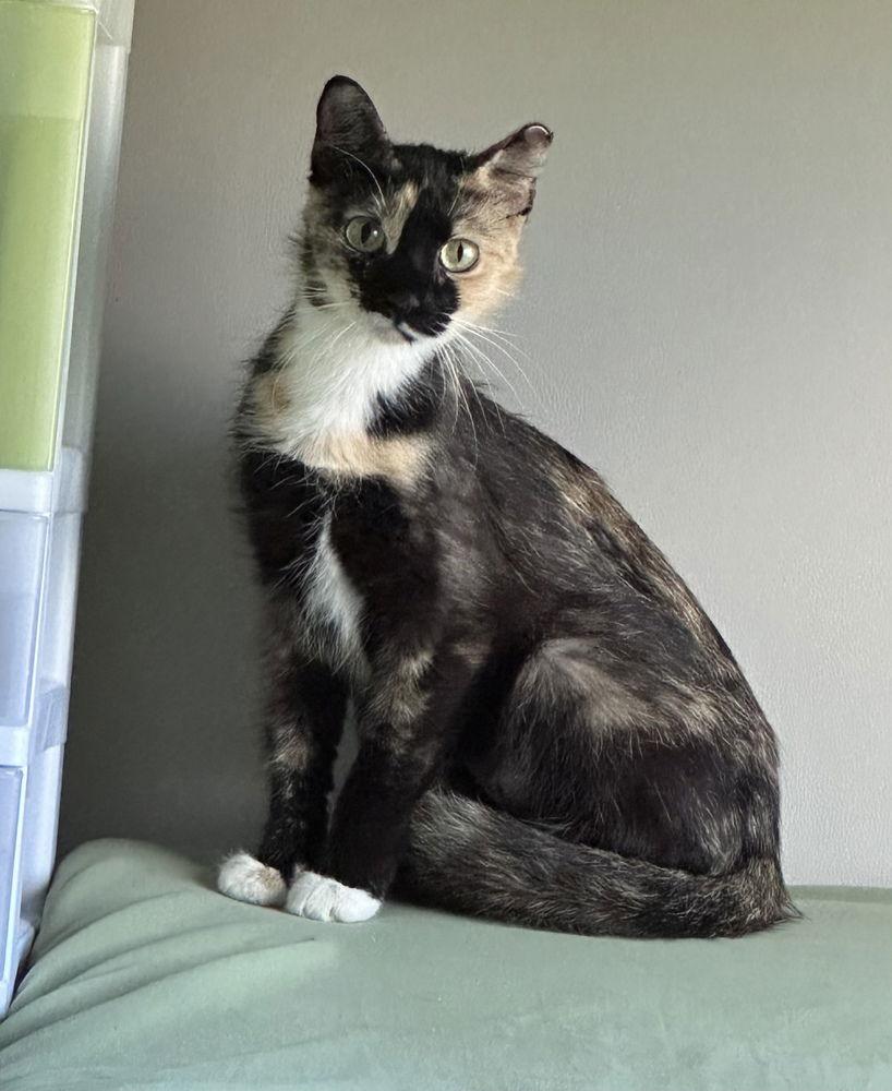 Cali Girl, Adoptable, Young Female Domestic Short Hair.