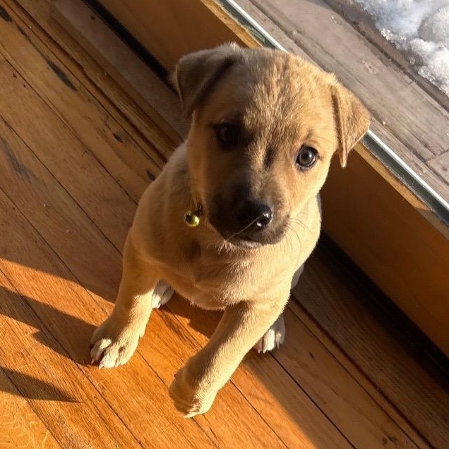 Cupid - A Puerto Rican Prince, Adoptable, Puppy Male Yellow Labrador Retriever.