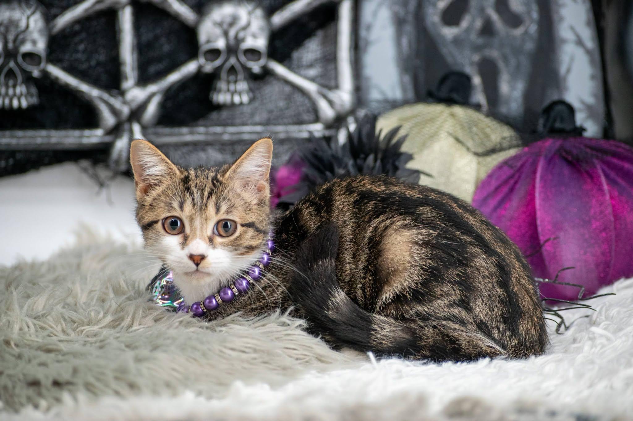 Enlarge Whisper, a Adoptable Domestic Short Hair in Sevierville, TN image 3/4
