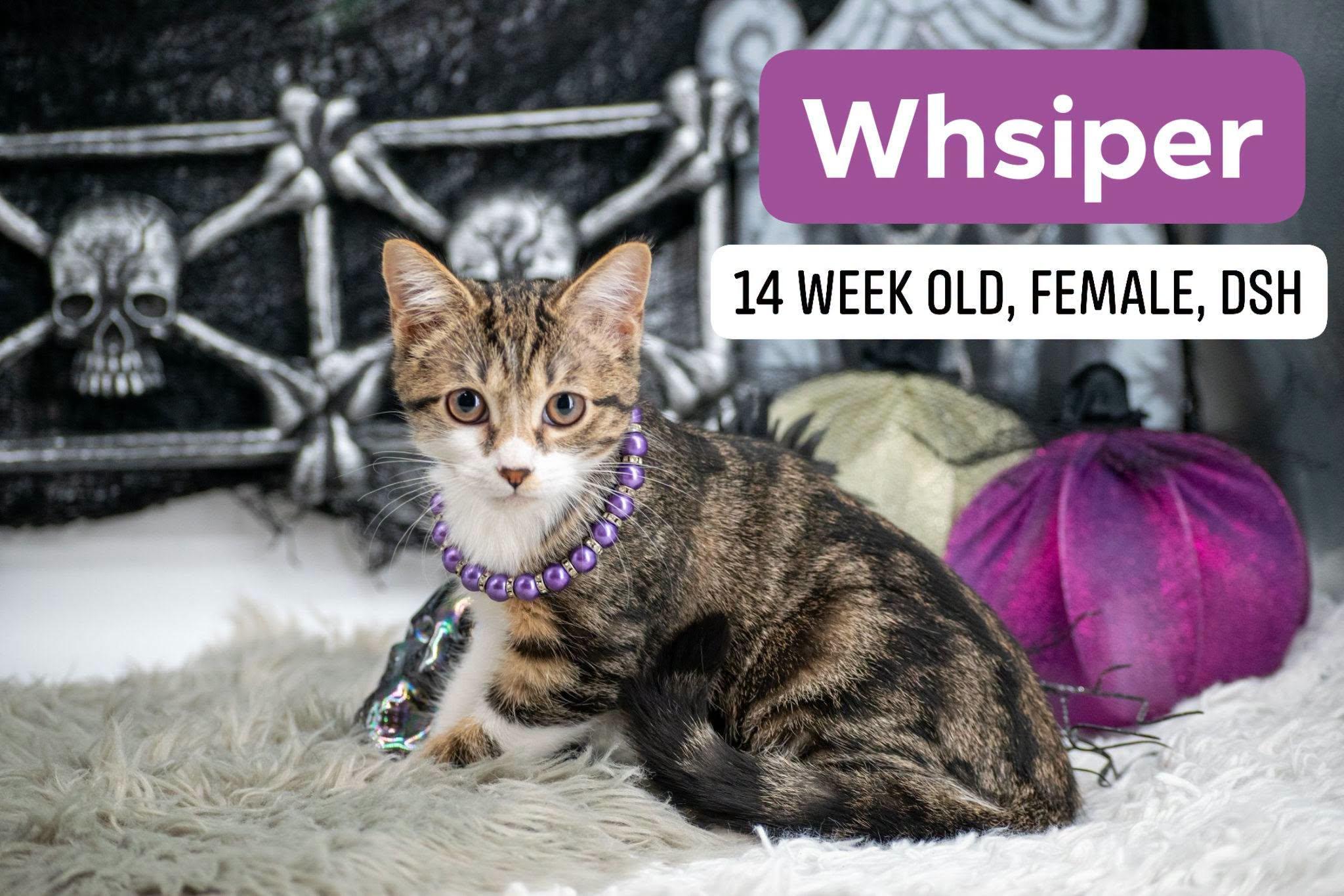 Enlarge Whisper, a Adoptable Domestic Short Hair in Sevierville, TN image 1/4