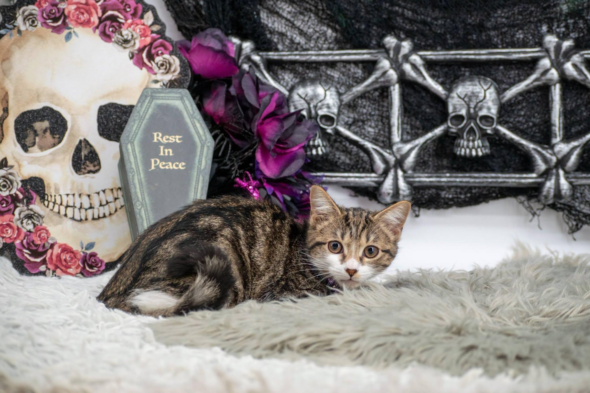 Enlarge Whisper, a Adoptable Domestic Short Hair in Sevierville, TN image 4/4