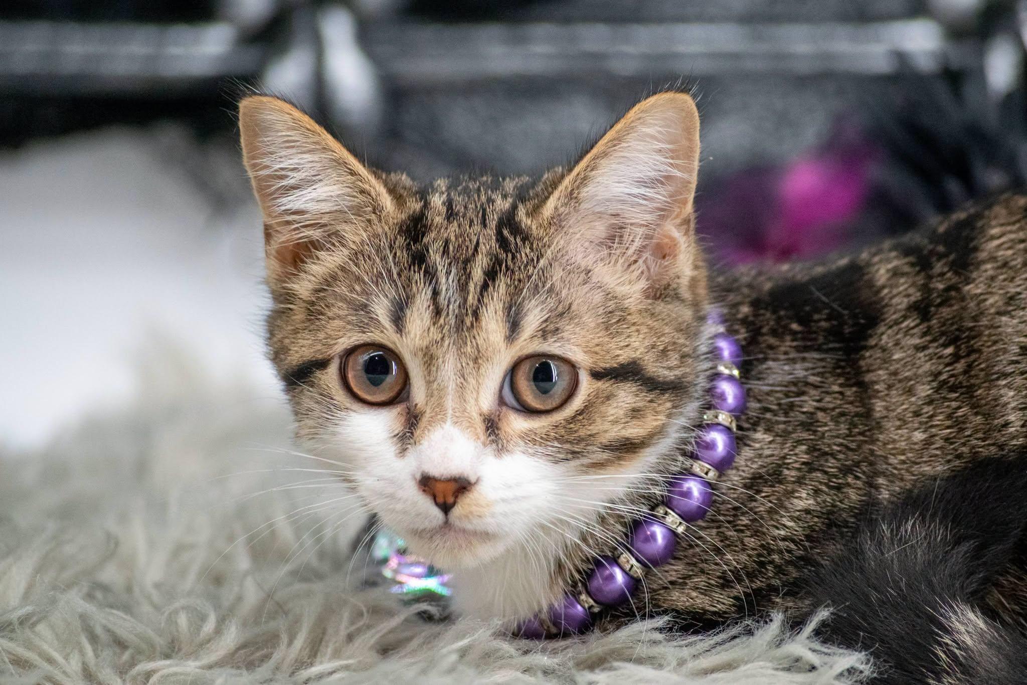 Enlarge Whisper, a Adoptable Domestic Short Hair in Sevierville, TN image 2/4