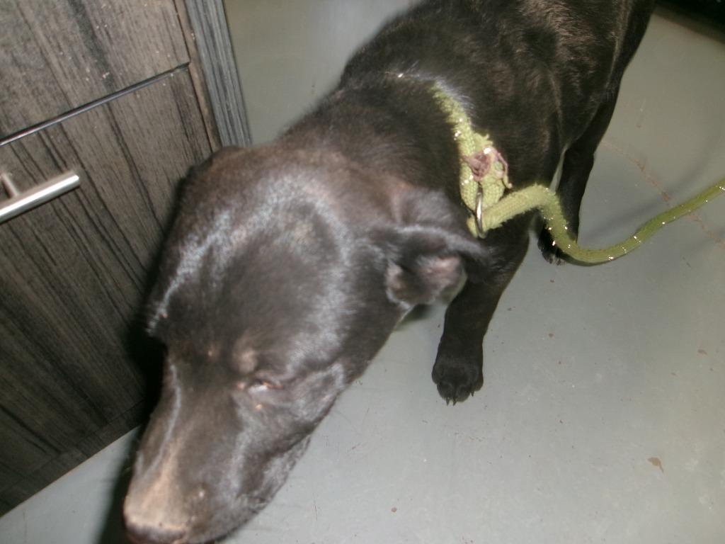 Enlarge Cypress, a Adoptable Shepherd in Winslow, AZ image 1/1