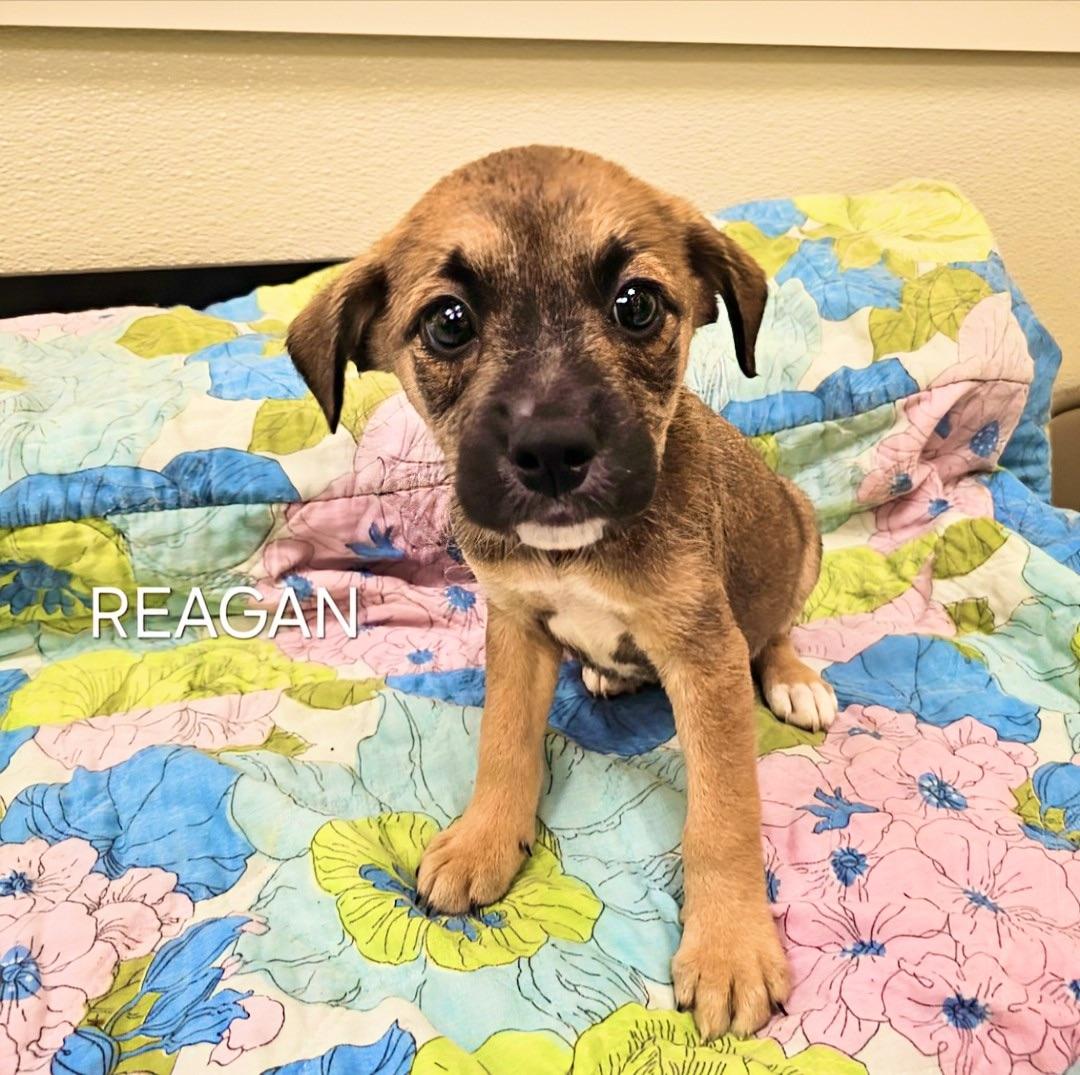 Reagan, Baby Female unknown