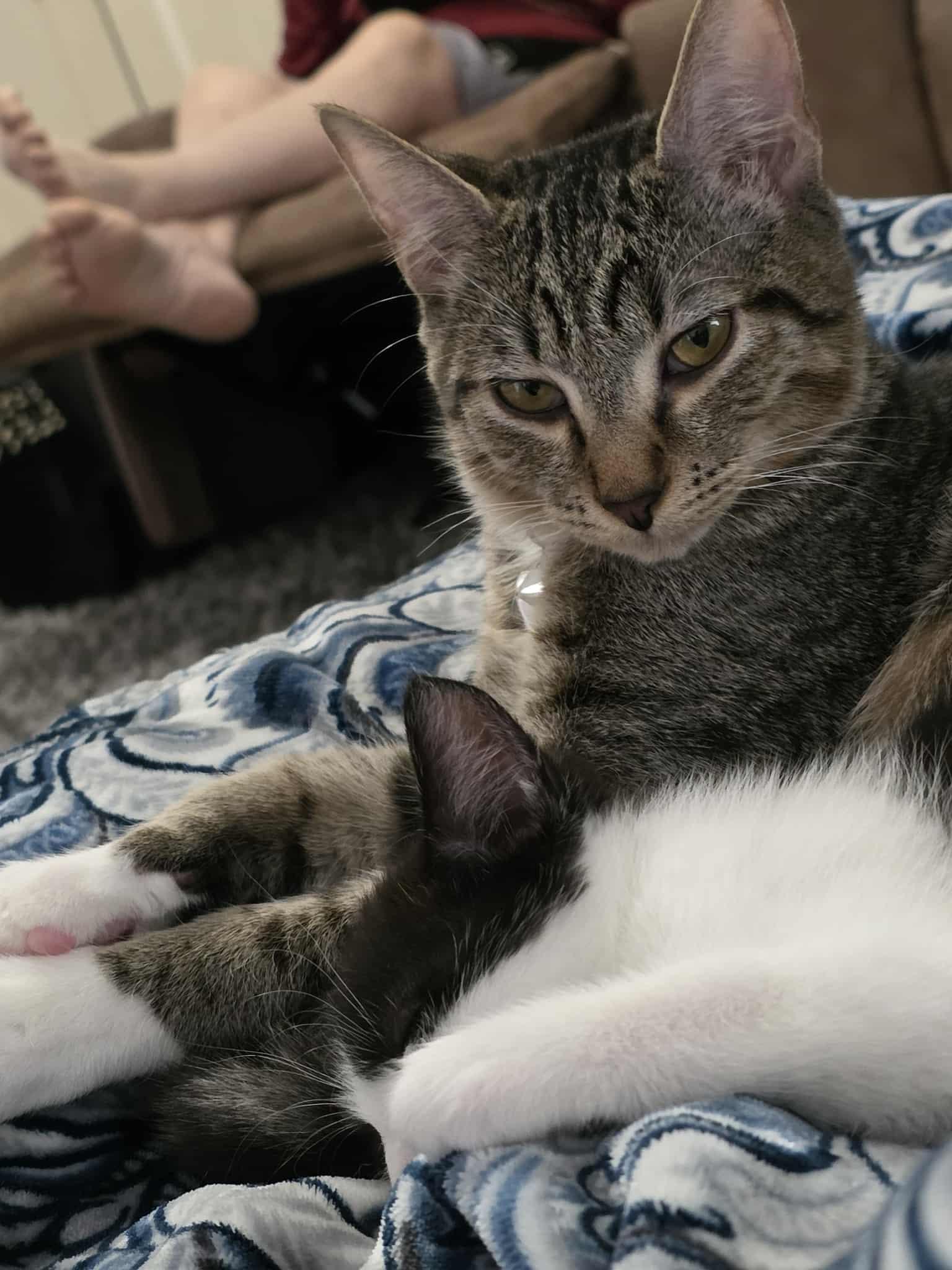 Enlarge Einstein , a ADOPTABLE Domestic Short Hair in Morganton, NC image 1/4