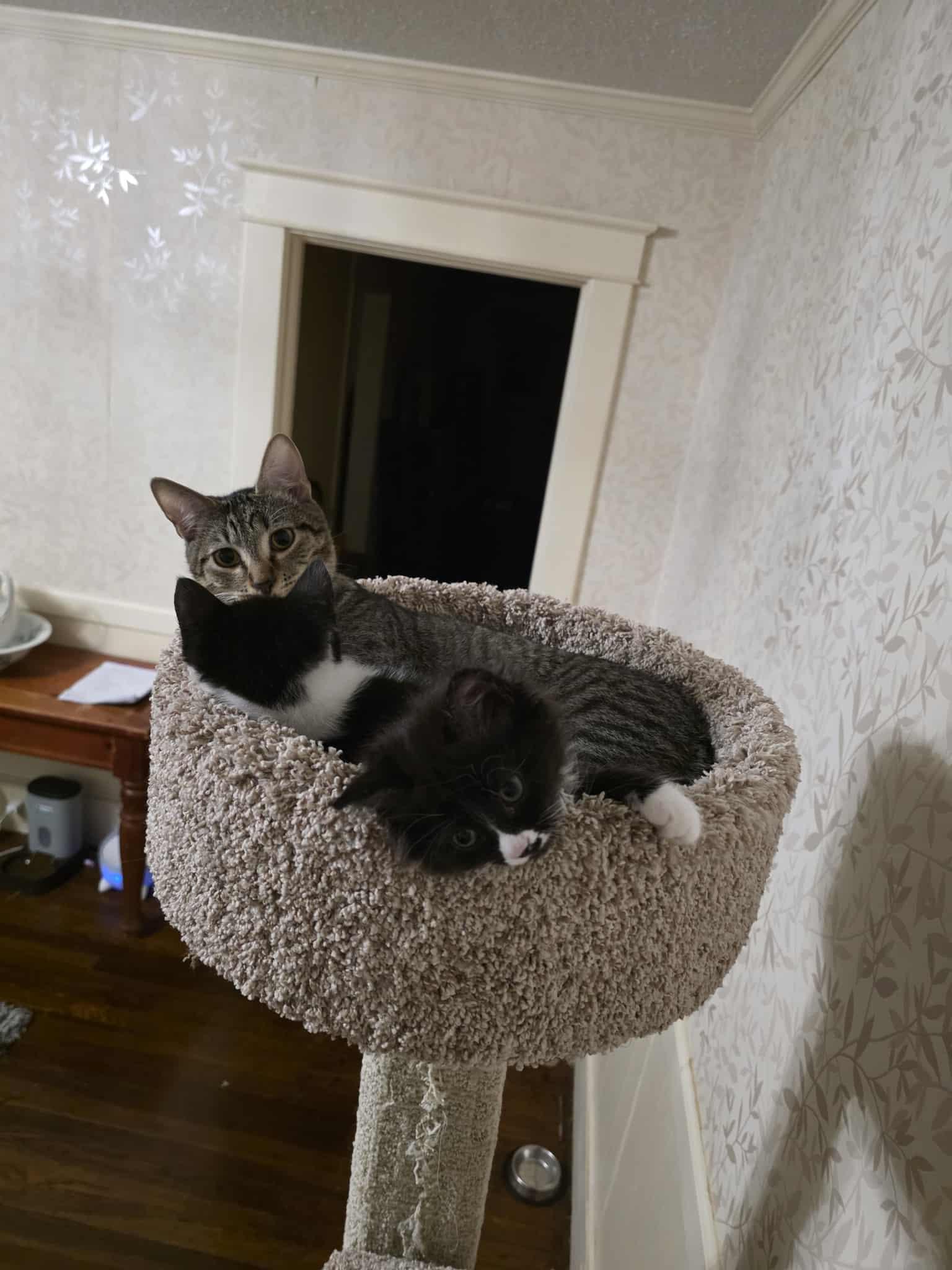 Enlarge Einstein , a ADOPTABLE Domestic Short Hair in Morganton, NC image 2/4