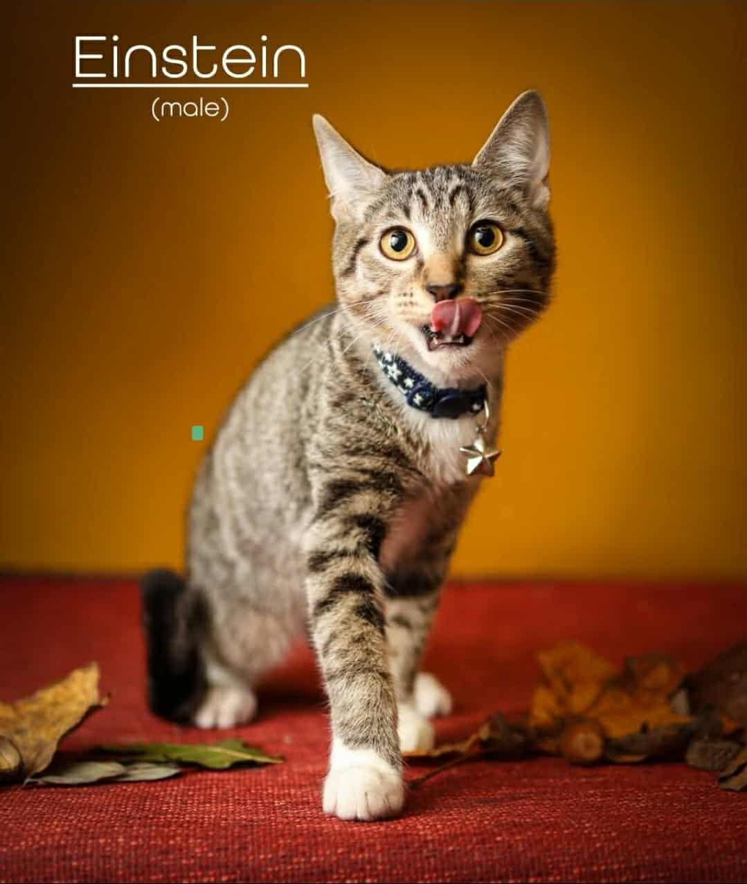 Enlarge Einstein , a ADOPTABLE Domestic Short Hair in Morganton, NC image 3/4