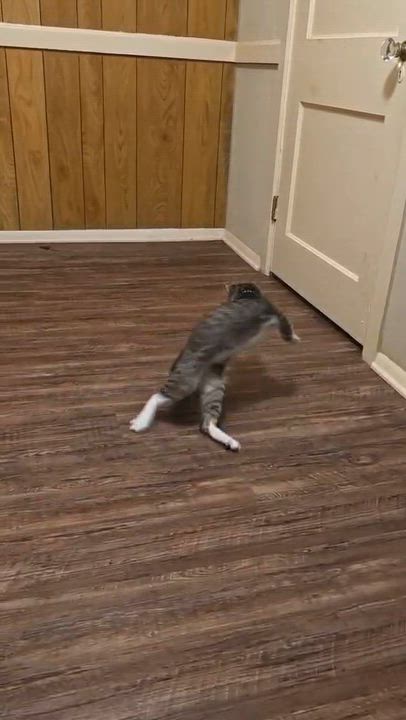 Enlarge Einstein , a ADOPTABLE Domestic Short Hair in Morganton, NC video 4/4