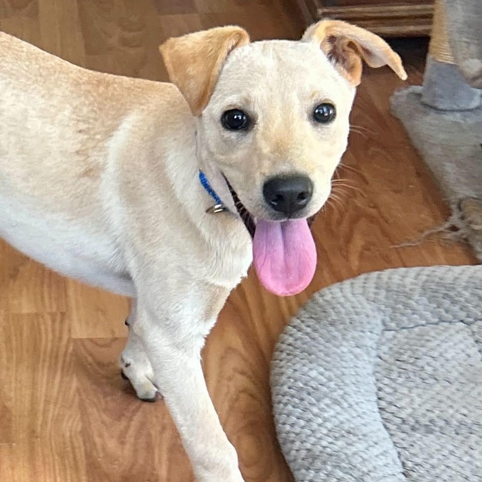 Spirit, ADOPTABLE, Puppy Male Labrador Retriever & Yellow Labrador Retriever.