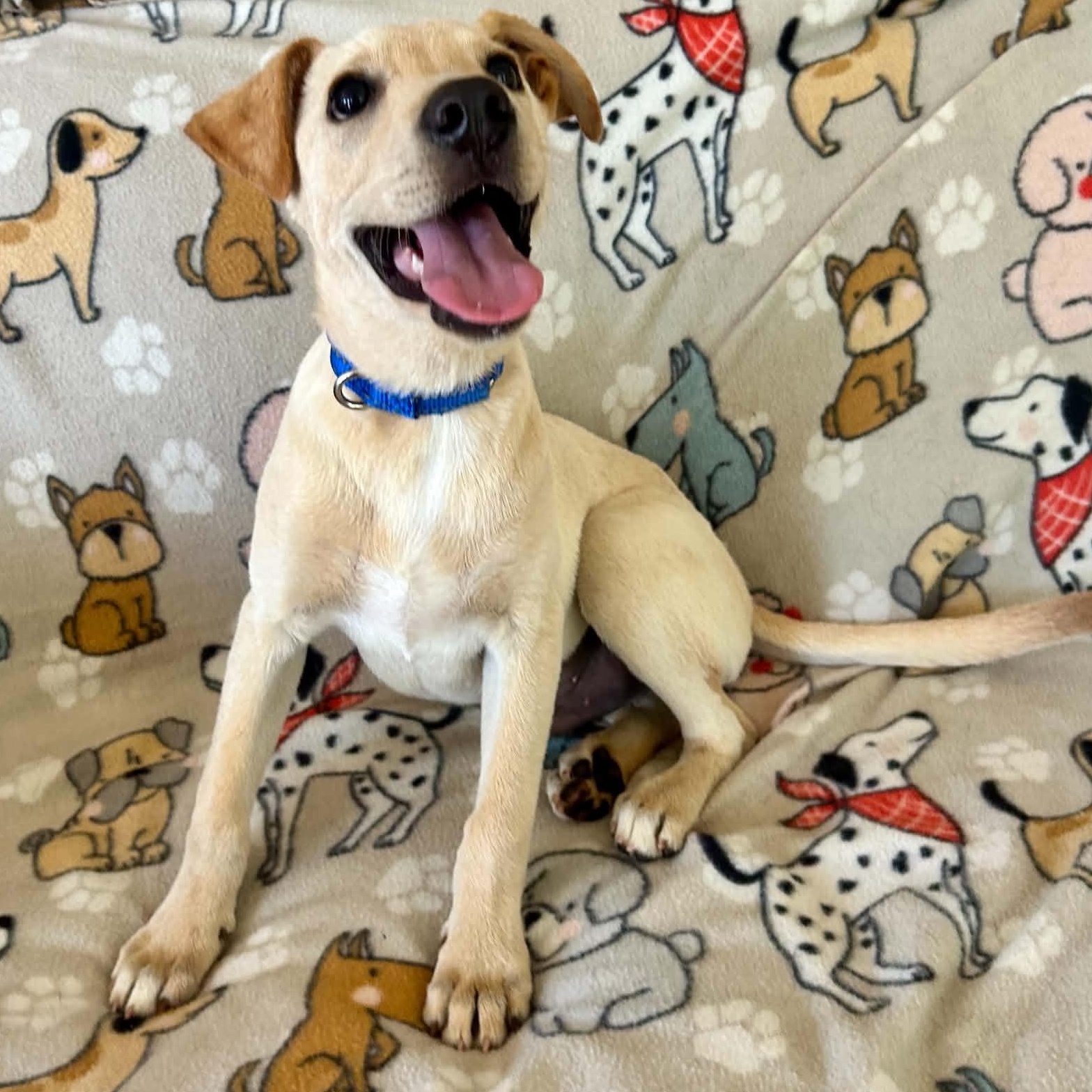 Spirit, a ADOPTABLE mixed breed in Durham, CT image 4/6