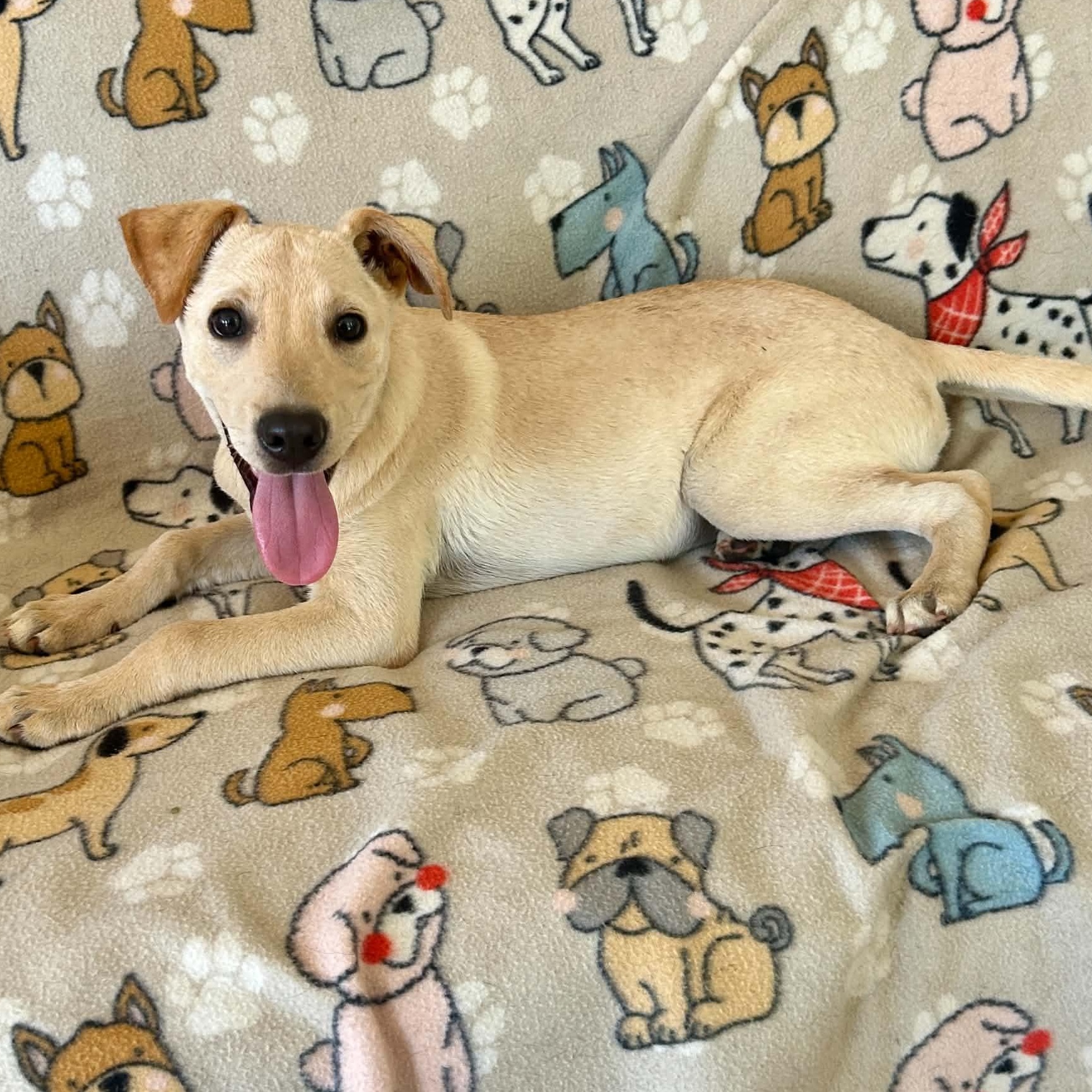 Spirit, a ADOPTABLE mixed breed in Durham, CT image 2/6