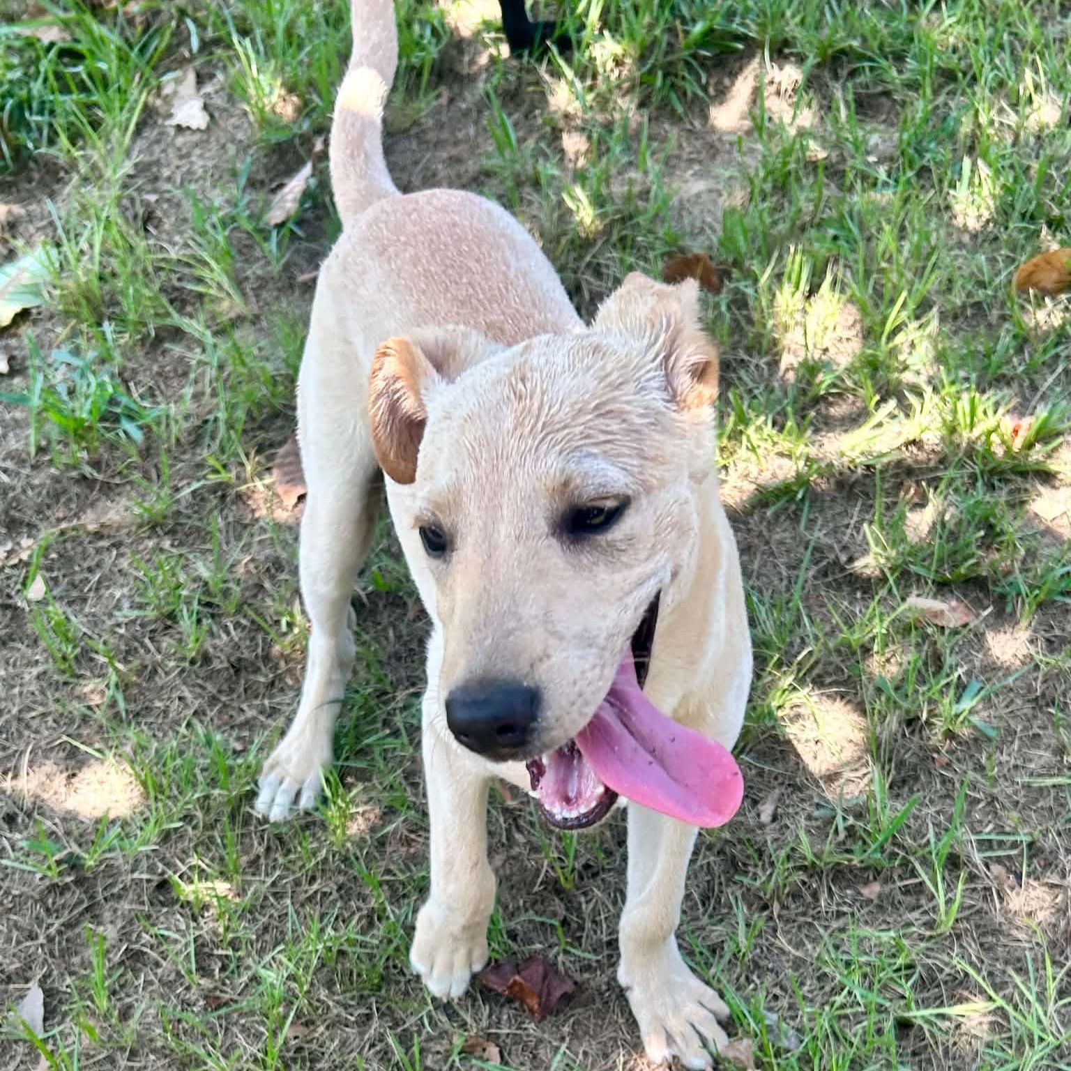 Spirit, a ADOPTABLE mixed breed in Durham, CT image 5/6