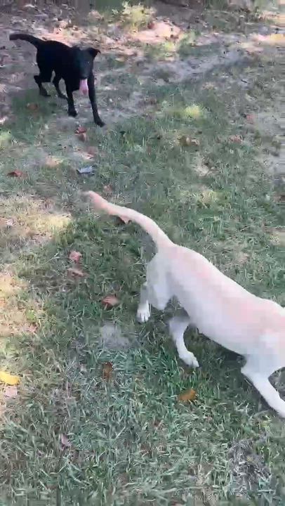 Enlarge Spirit, a ADOPTABLE mixed breed in Durham, CT video 6/6