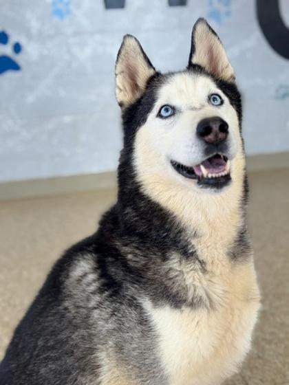 Rio, Adoptable, Adult Male Siberian Husky & Mixed Breed.