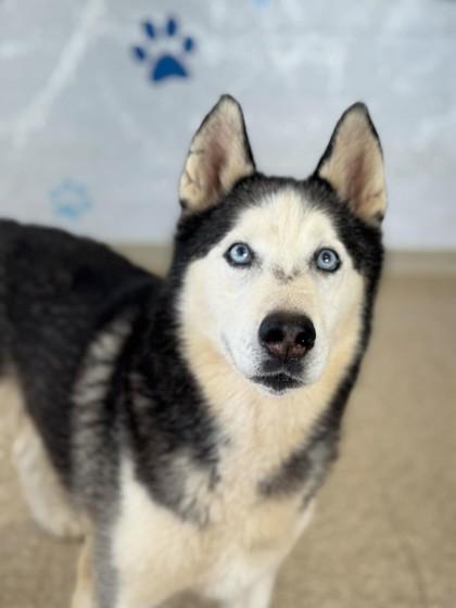 Rio, Adoptable, Adult Male Siberian Husky & Mixed Breed.