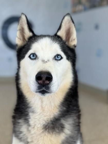 Enlarge Rio, a Adoptable mixed breed in Columbia City, IN image 2/5