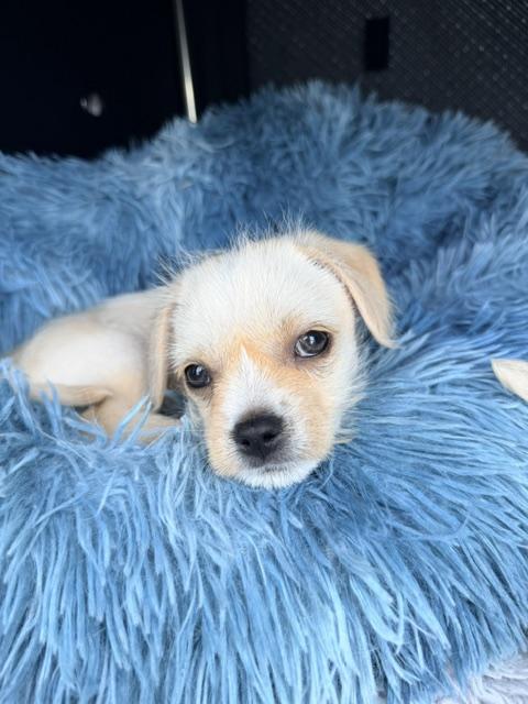 Julep , an adopted mixed breed in Kirkland , WA image 3/3