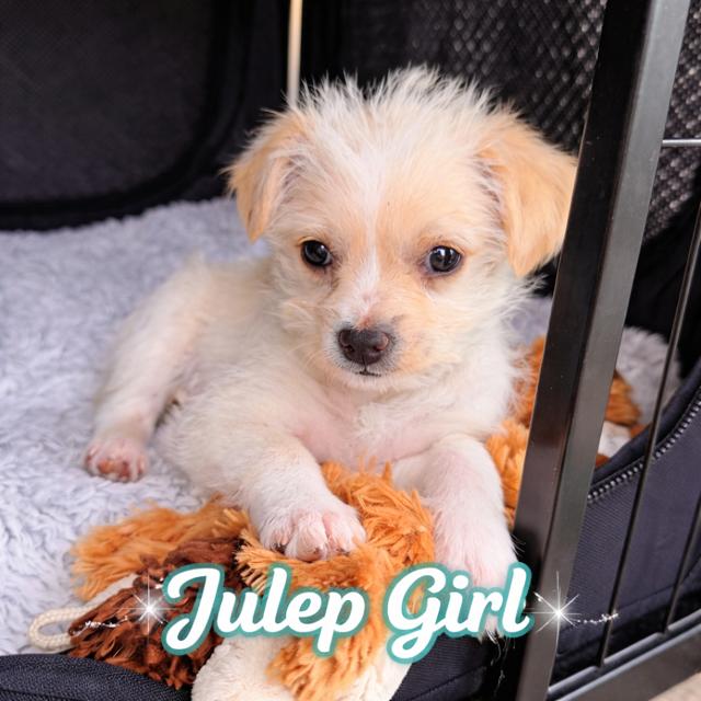 Julep , an adopted mixed breed in Kirkland , WA image 1/3
