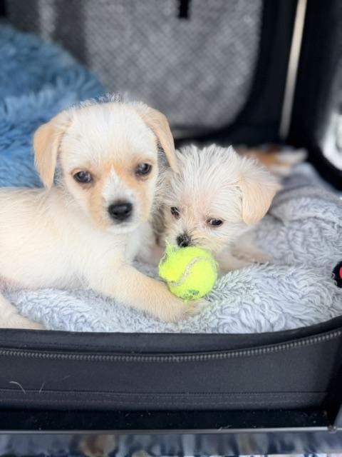 Julep , an adopted mixed breed in Kirkland , WA image 2/3