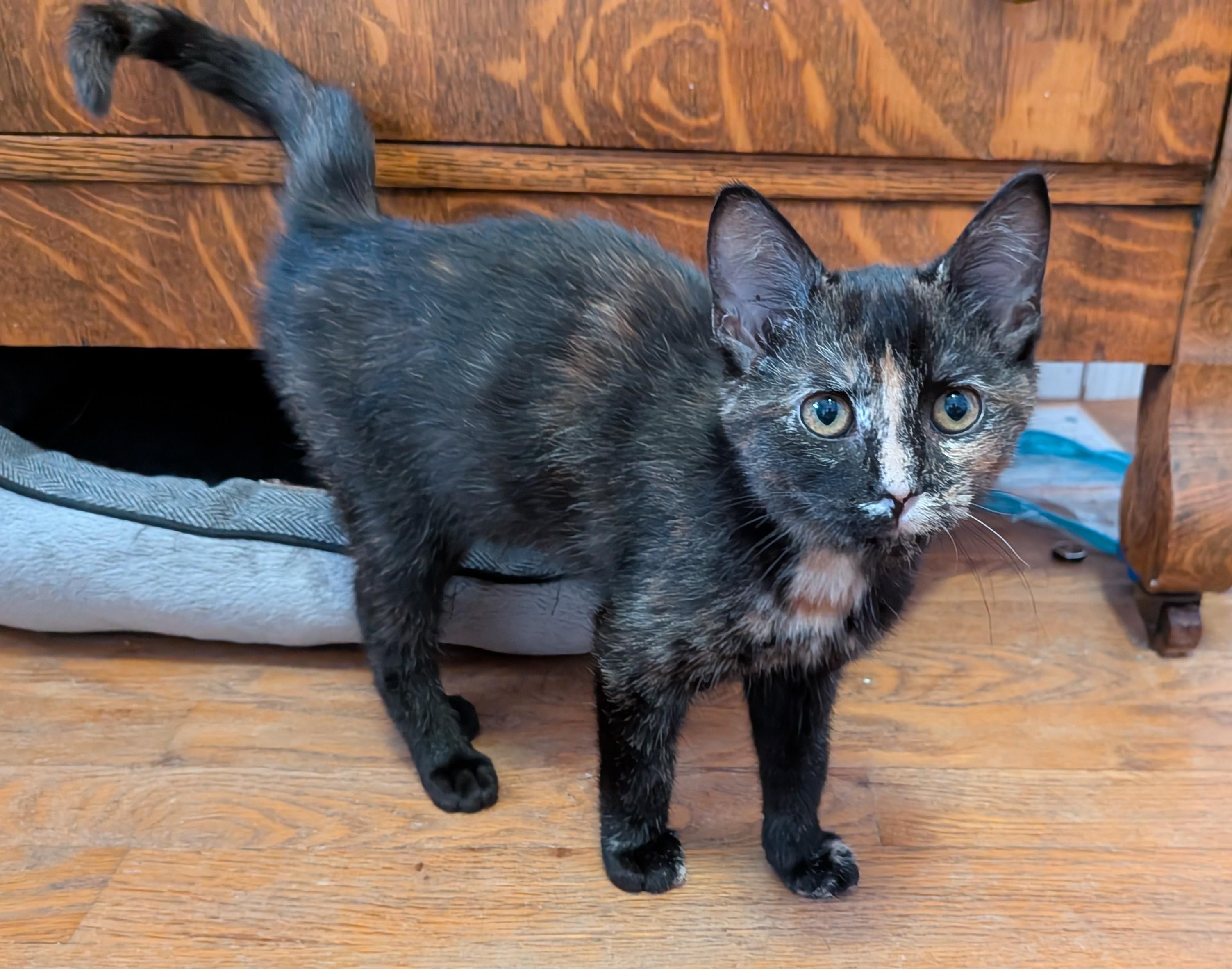 Tortellini , ADOPTABLE, Young Female Domestic Short Hair.