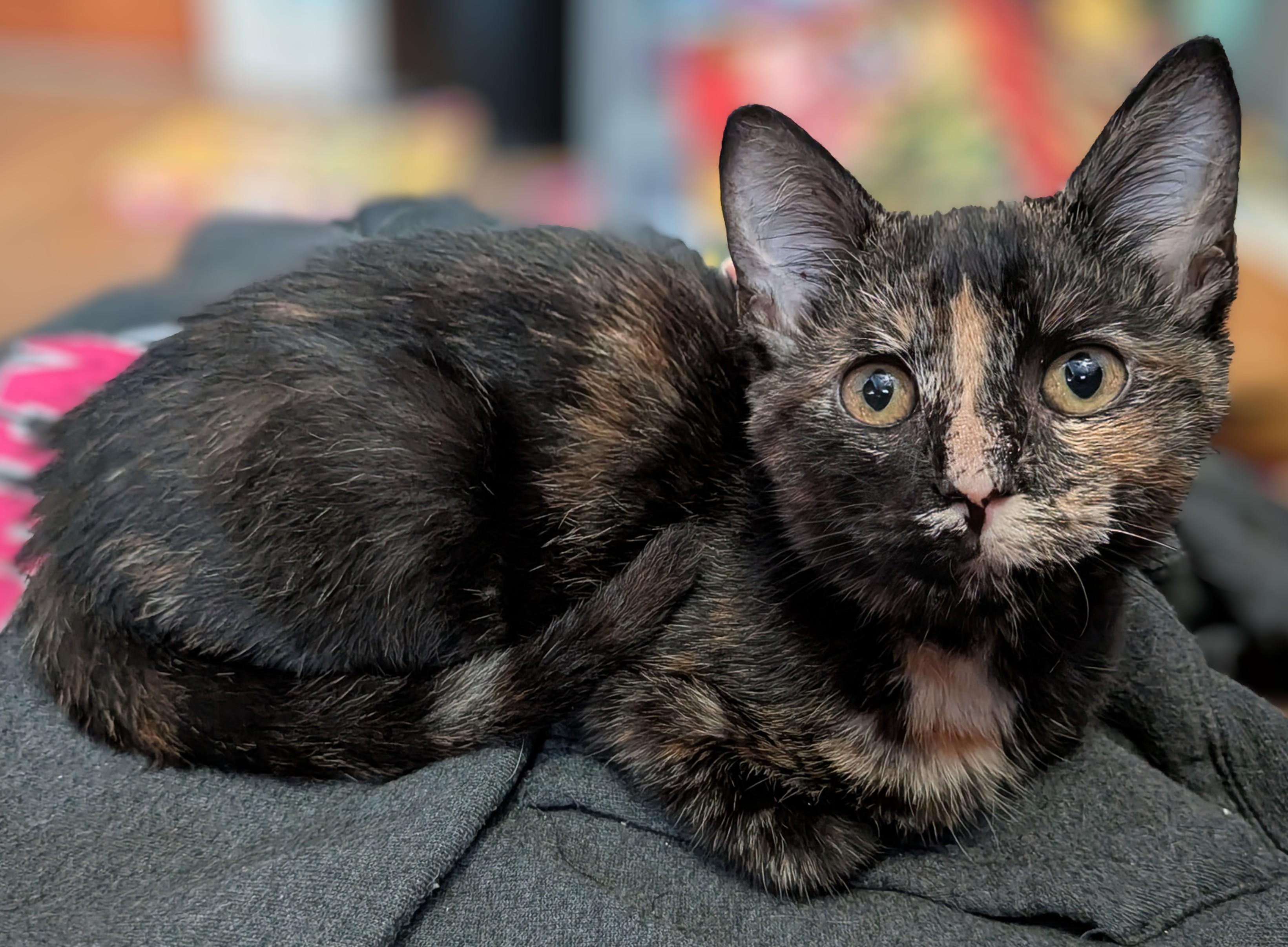 Tortellini , a ADOPTABLE mixed breed in Plain City, OH image 2/2