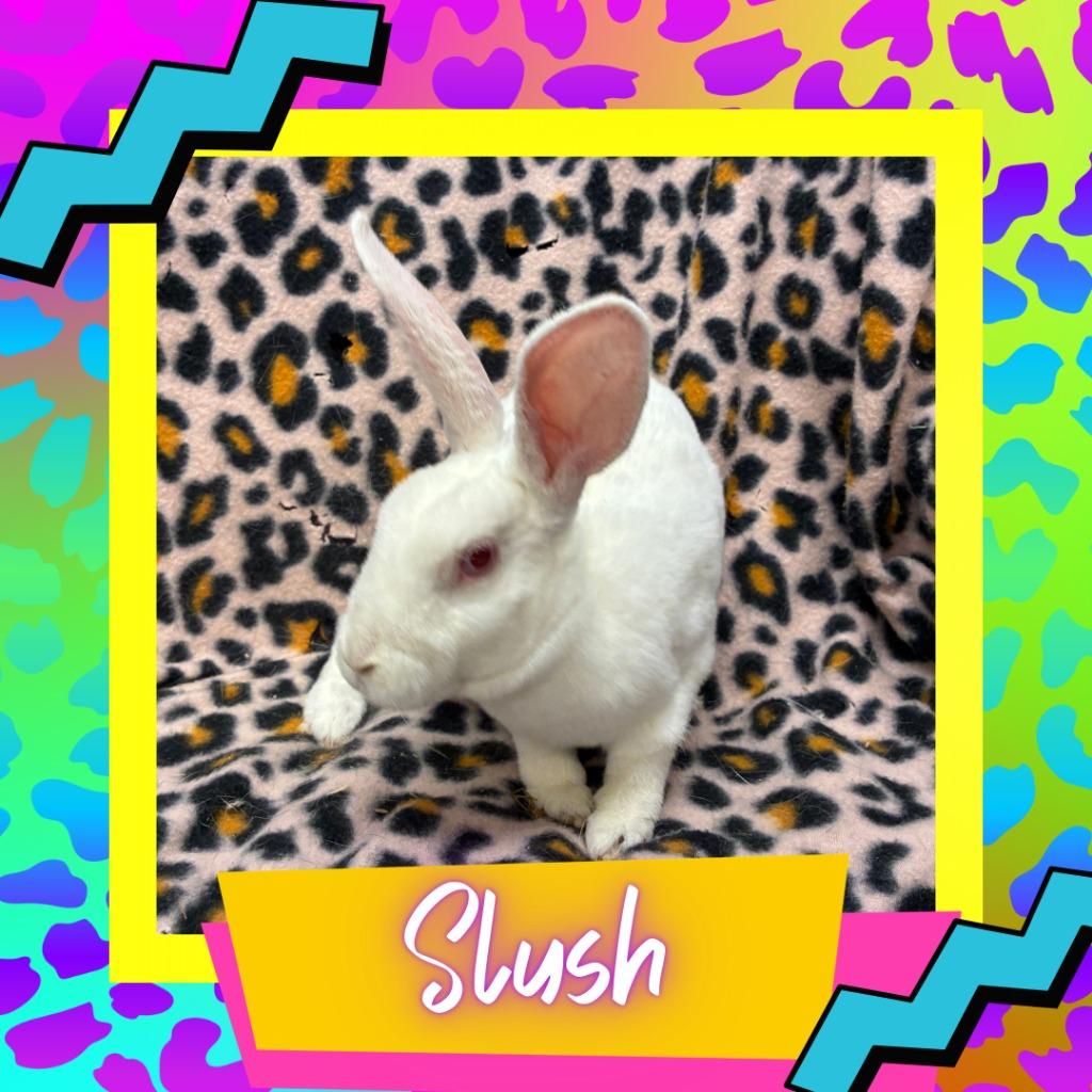 Enlarge Slush, a Adoptable Mini Rex in Elizabethtown, KY image 1/3