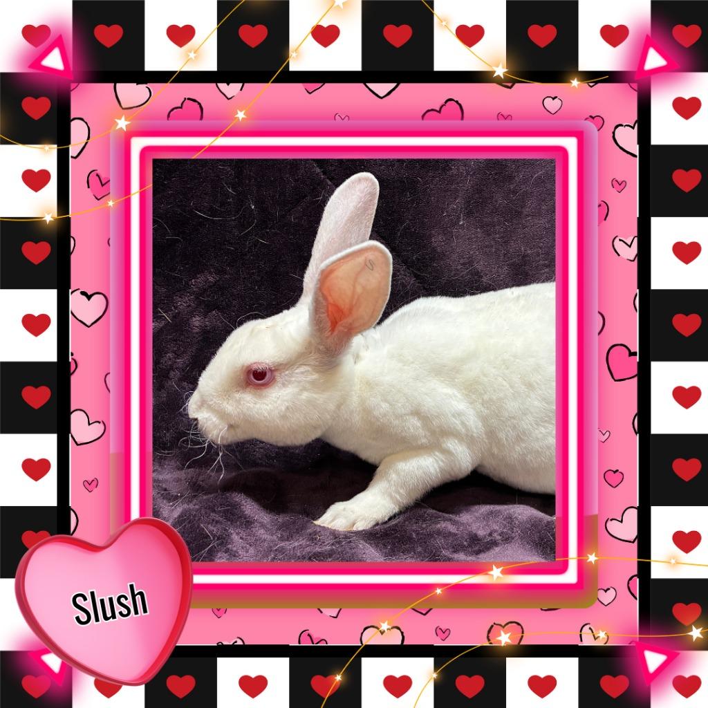 Enlarge Slush, a Adoptable Mini Rex in Elizabethtown, KY image 2/3