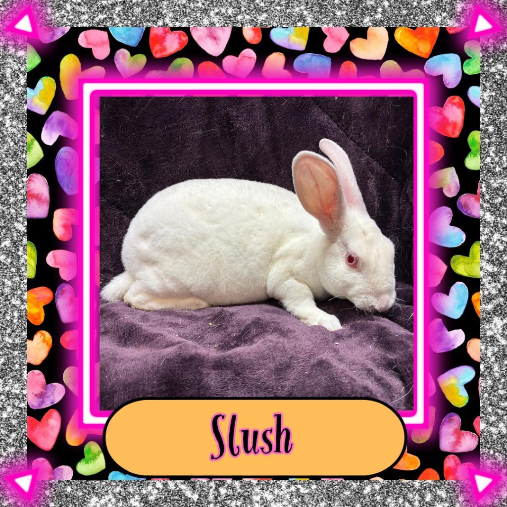 Enlarge Slush, a Adoptable Mini Rex in Elizabethtown, KY image 3/3