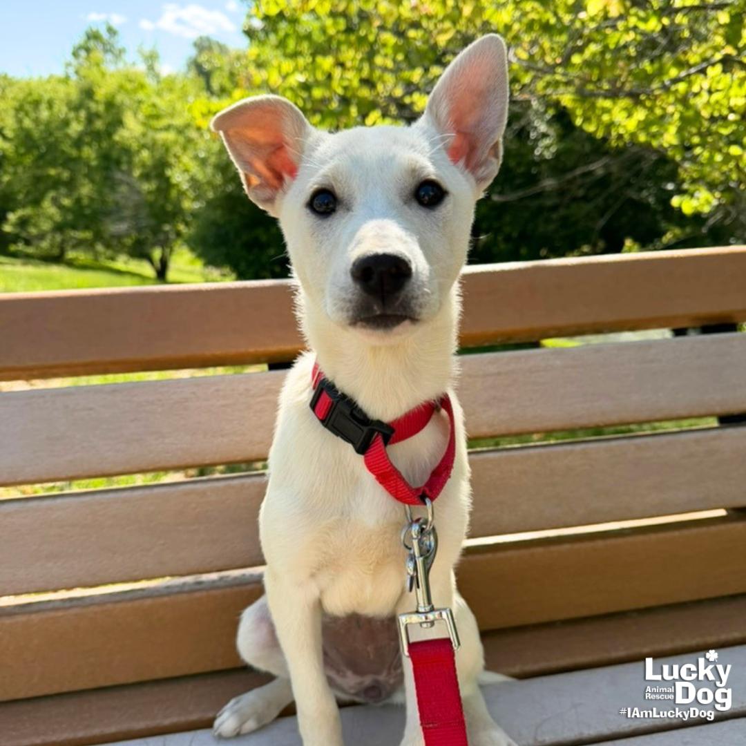 Enlarge Java, a Adopted mixed breed in Washington, DC image 1/3