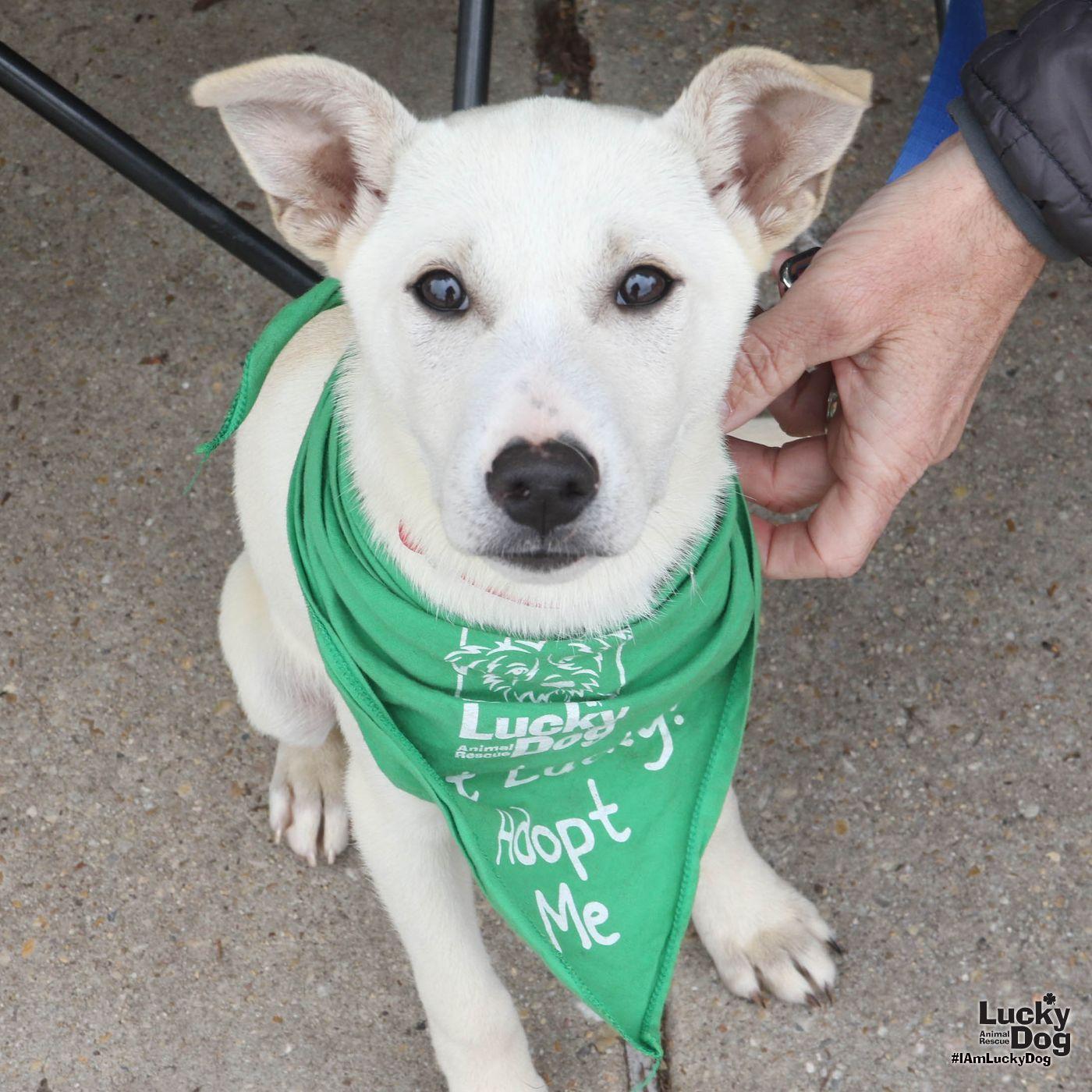 Enlarge Java, a Adopted mixed breed in Washington, DC image 3/3