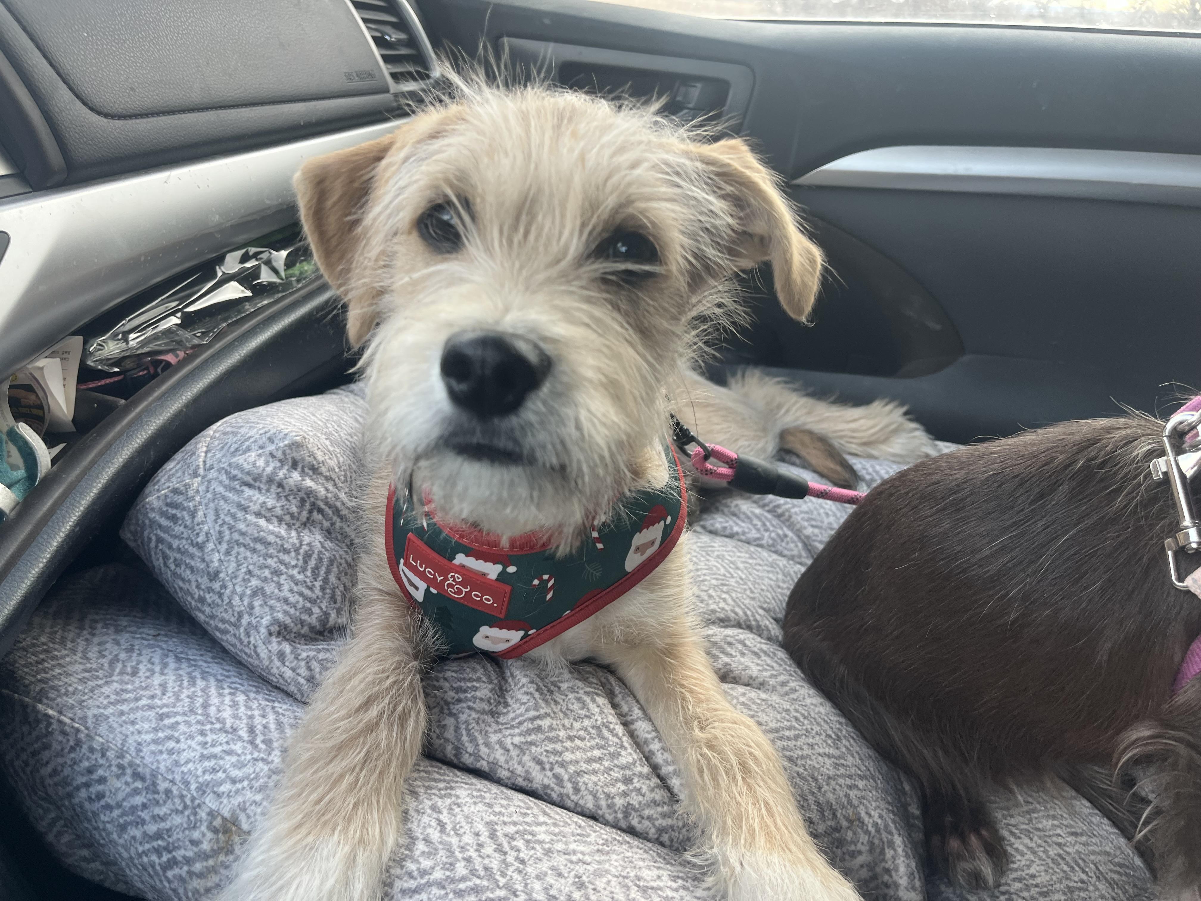 Rocco, adopted, Young Male Terrier.