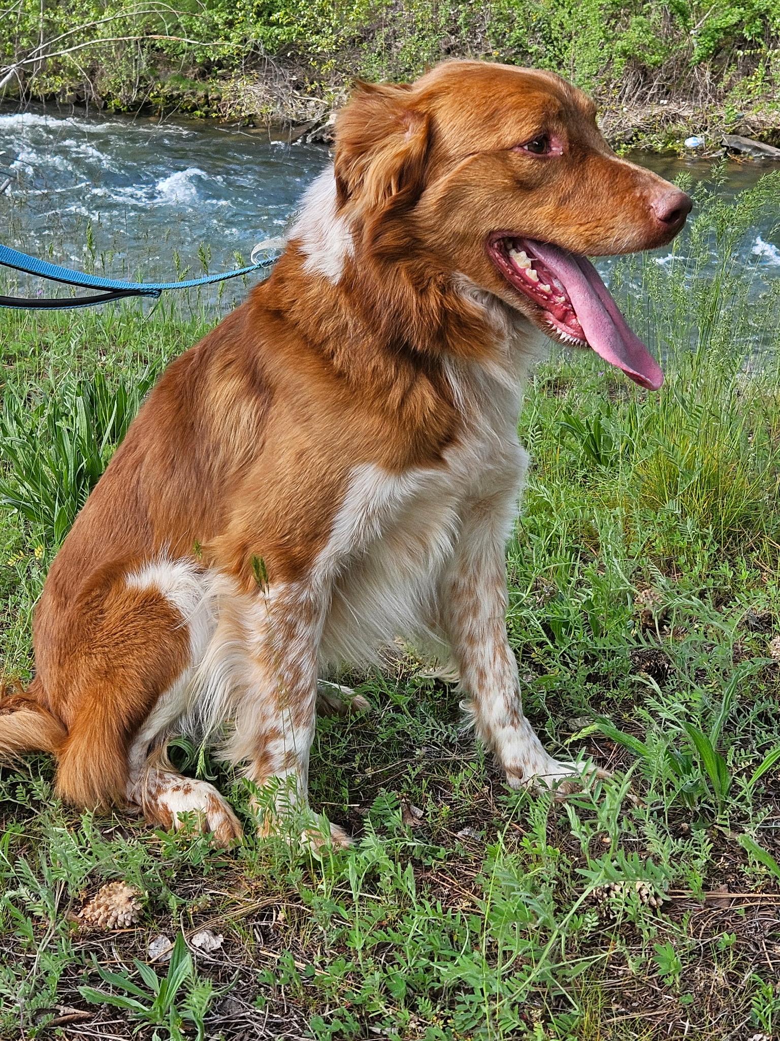 Brody, a ADOPTABLE mixed breed in Kellogg, ID image 2/2
