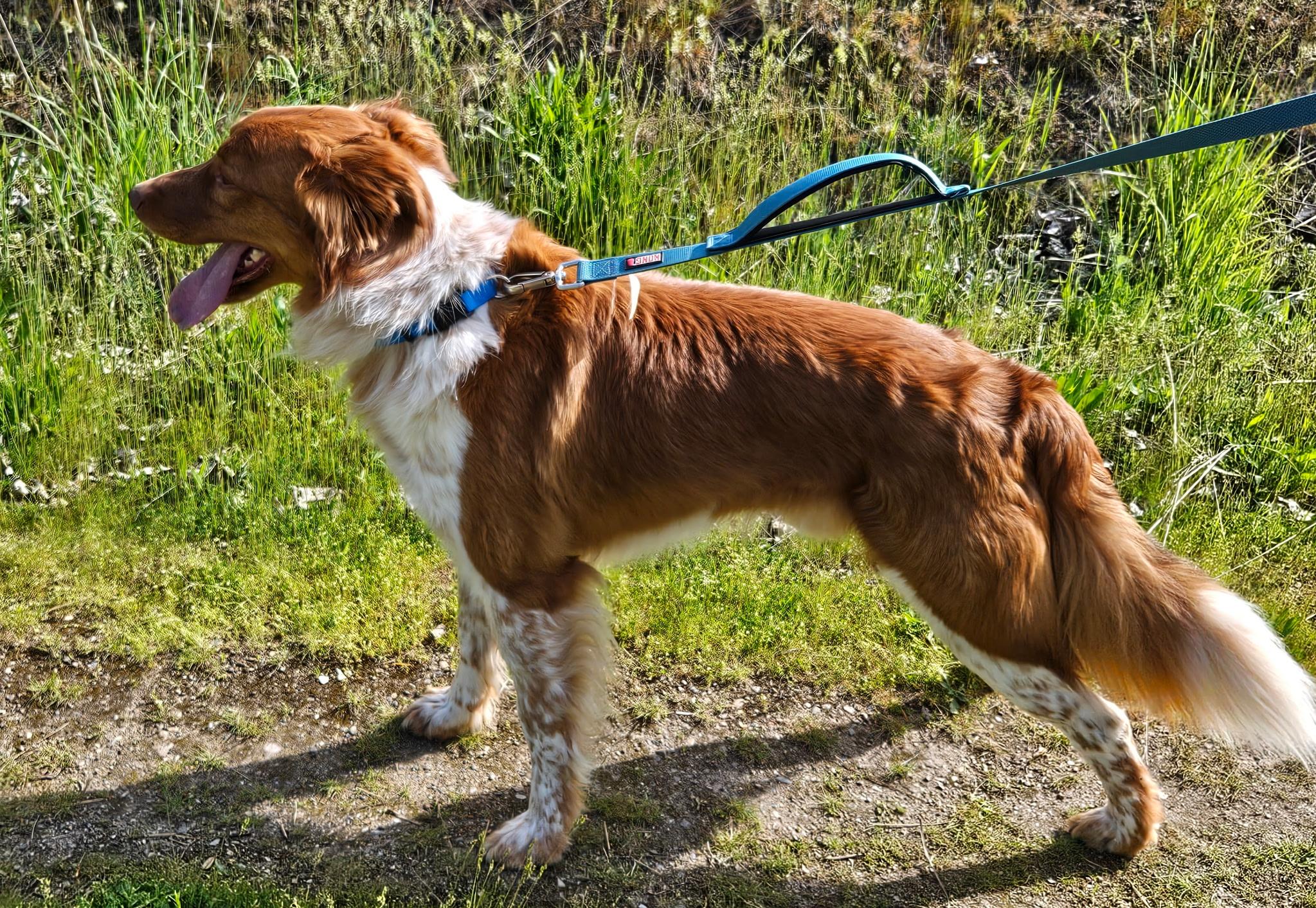 Brody, a ADOPTABLE mixed breed in Kellogg, ID image 1/2