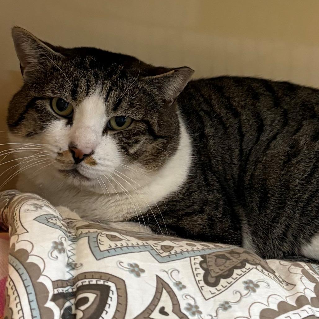 Enlarge Lamb Chop, a Adoptable Domestic Short Hair in East Hanover, NJ image 1/2