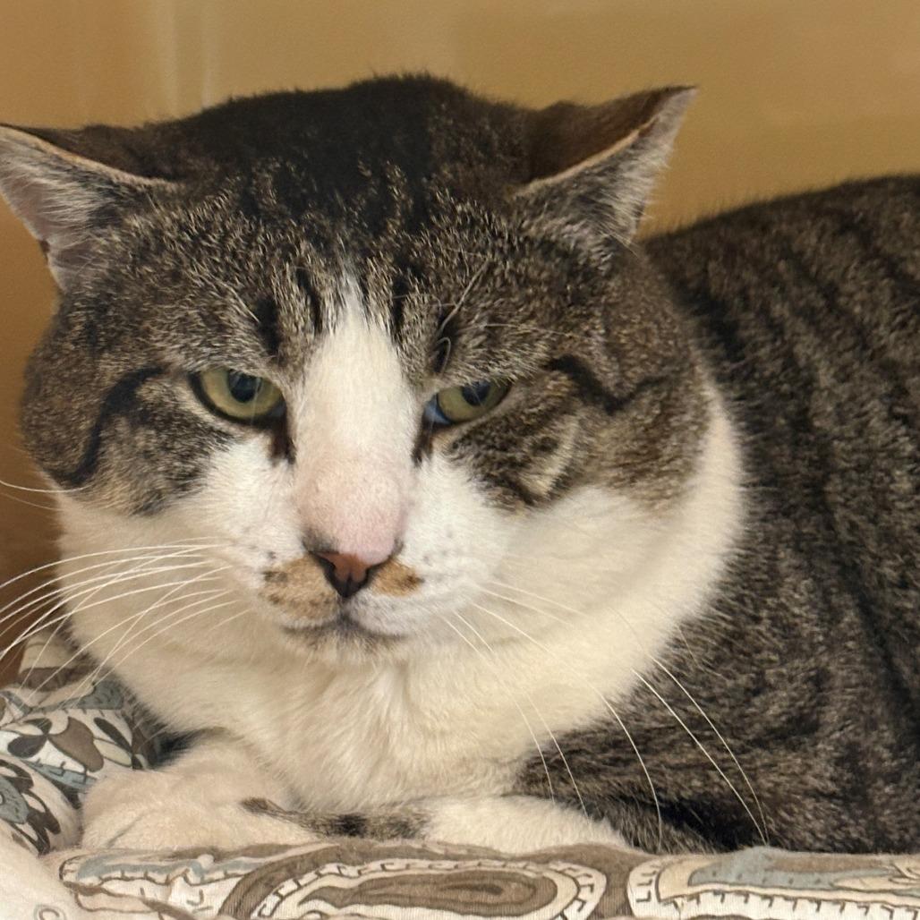 Enlarge Lamb Chop, a Adoptable Domestic Short Hair in East Hanover, NJ image 2/2