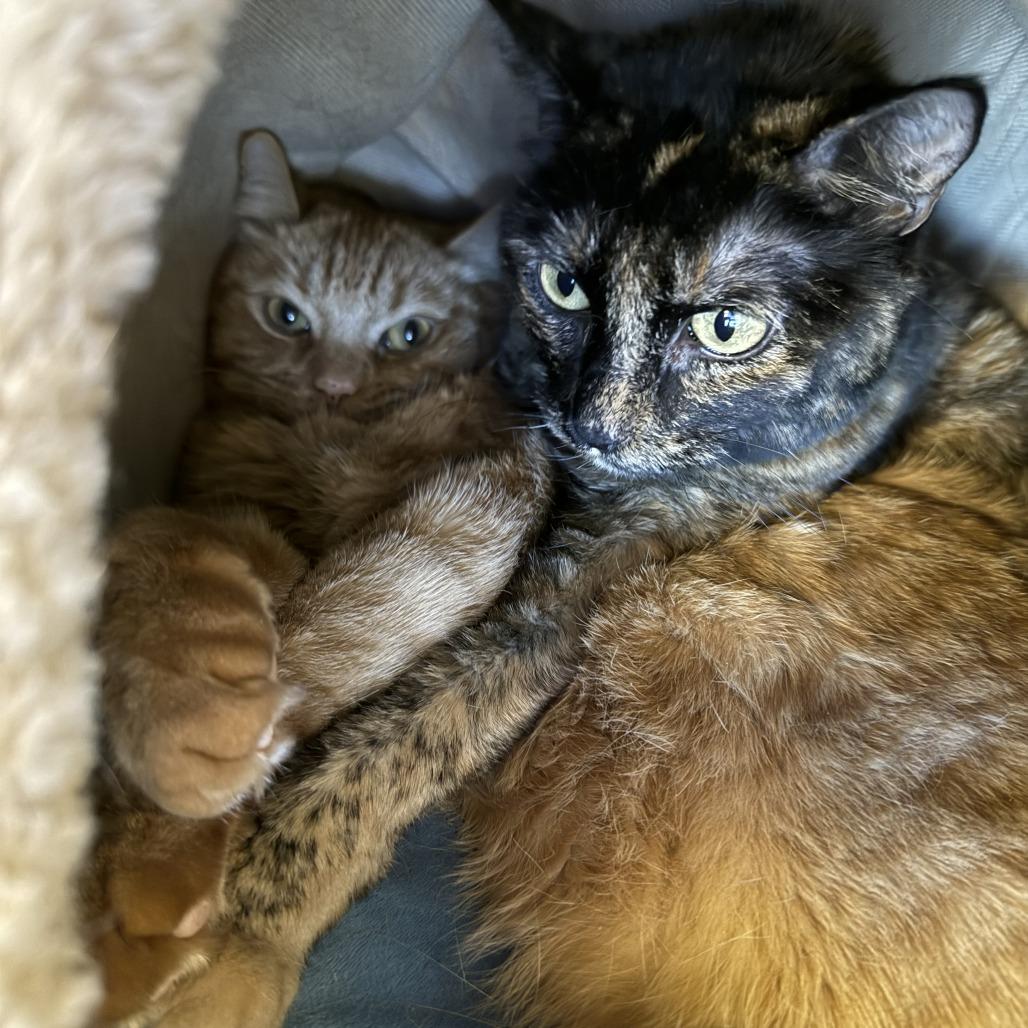 Dolly Purrton, Adoptable, Adult Female Domestic Short Hair.