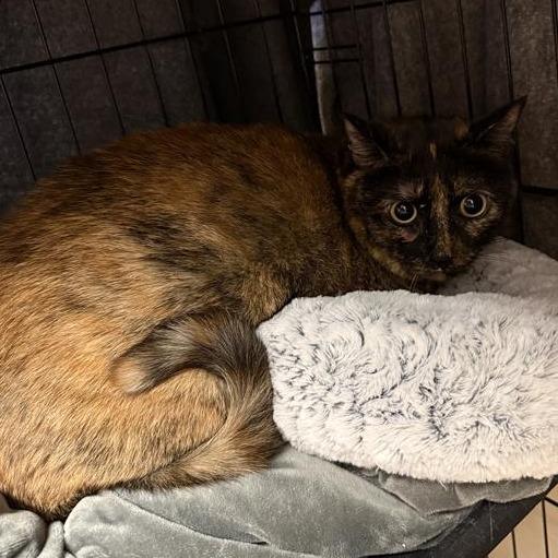 Enlarge Dolly Purrton, a Adoptable Domestic Short Hair in Tempe, AZ image 1/3