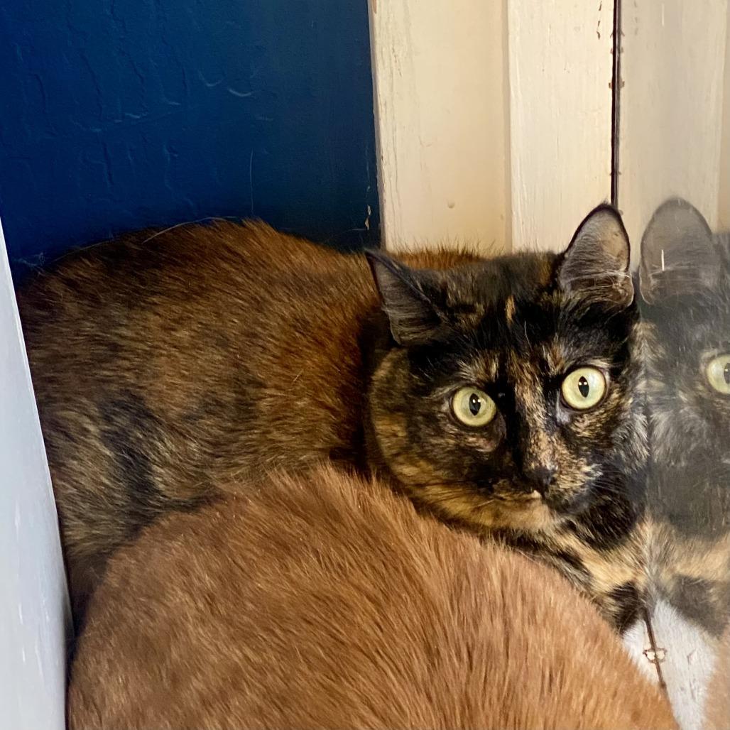 Enlarge Dolly Purrton, a Adoptable Domestic Short Hair in Tempe, AZ image 2/3