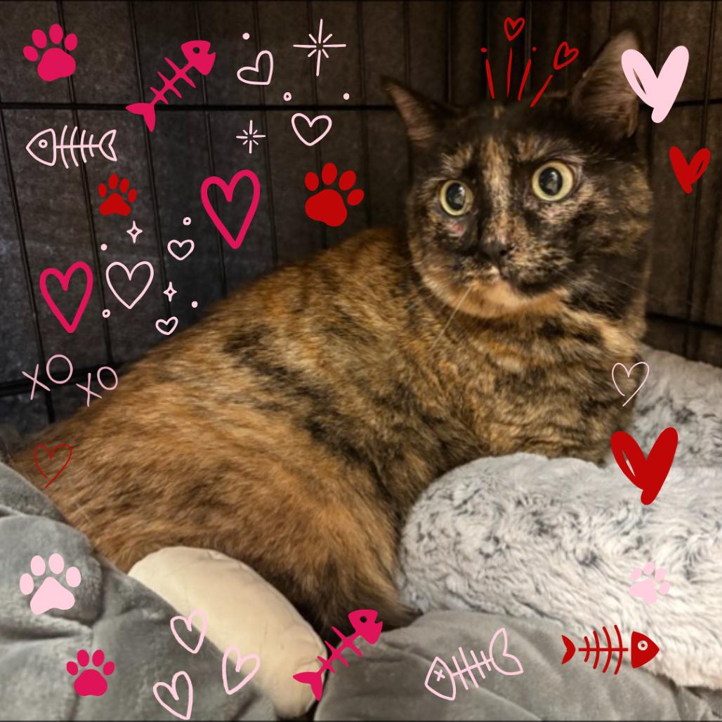 Enlarge Dolly Purrton, a Adoptable Domestic Short Hair in Tempe, AZ image 3/3