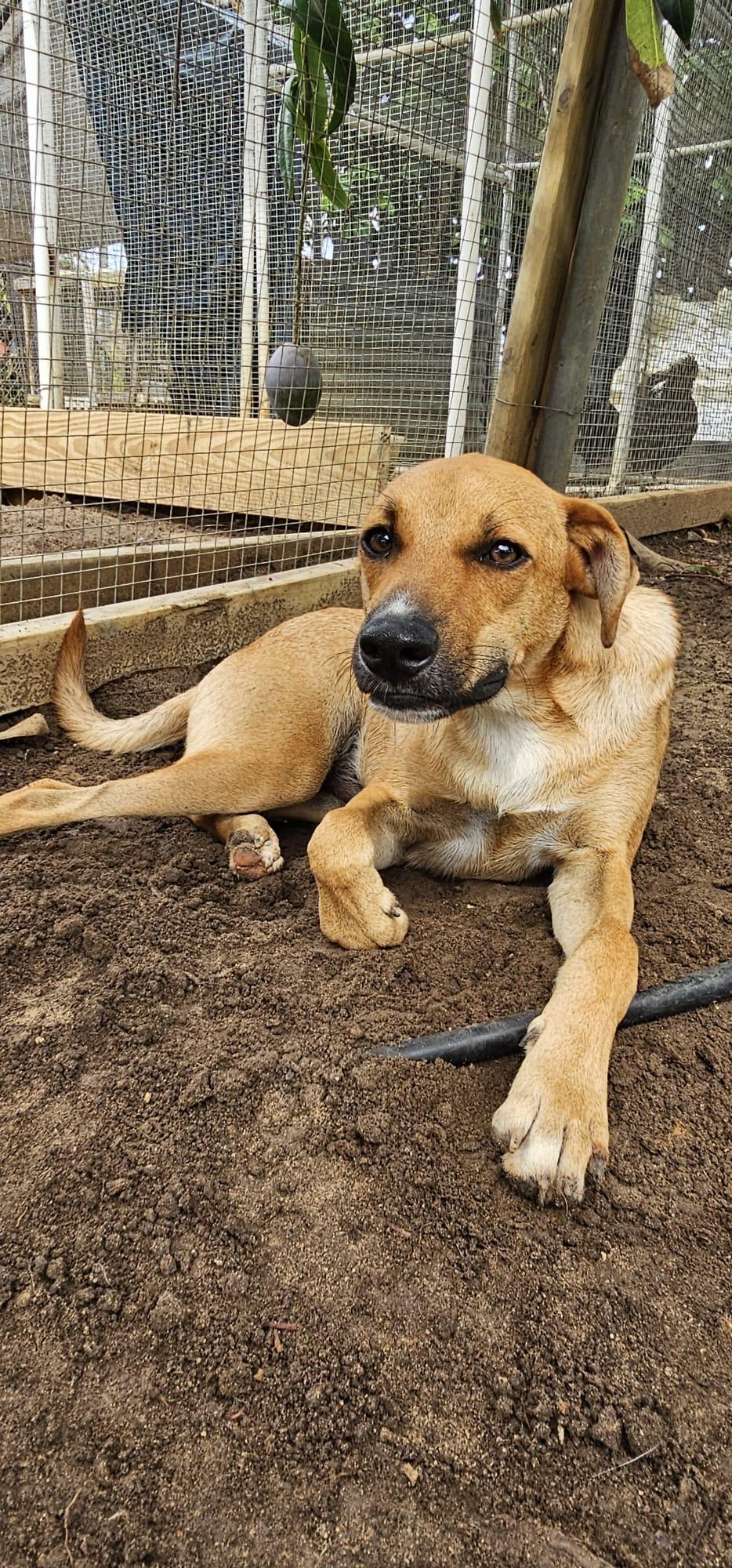 Mero, a Adoptable mixed breed in ISABELA, PR image 1/3