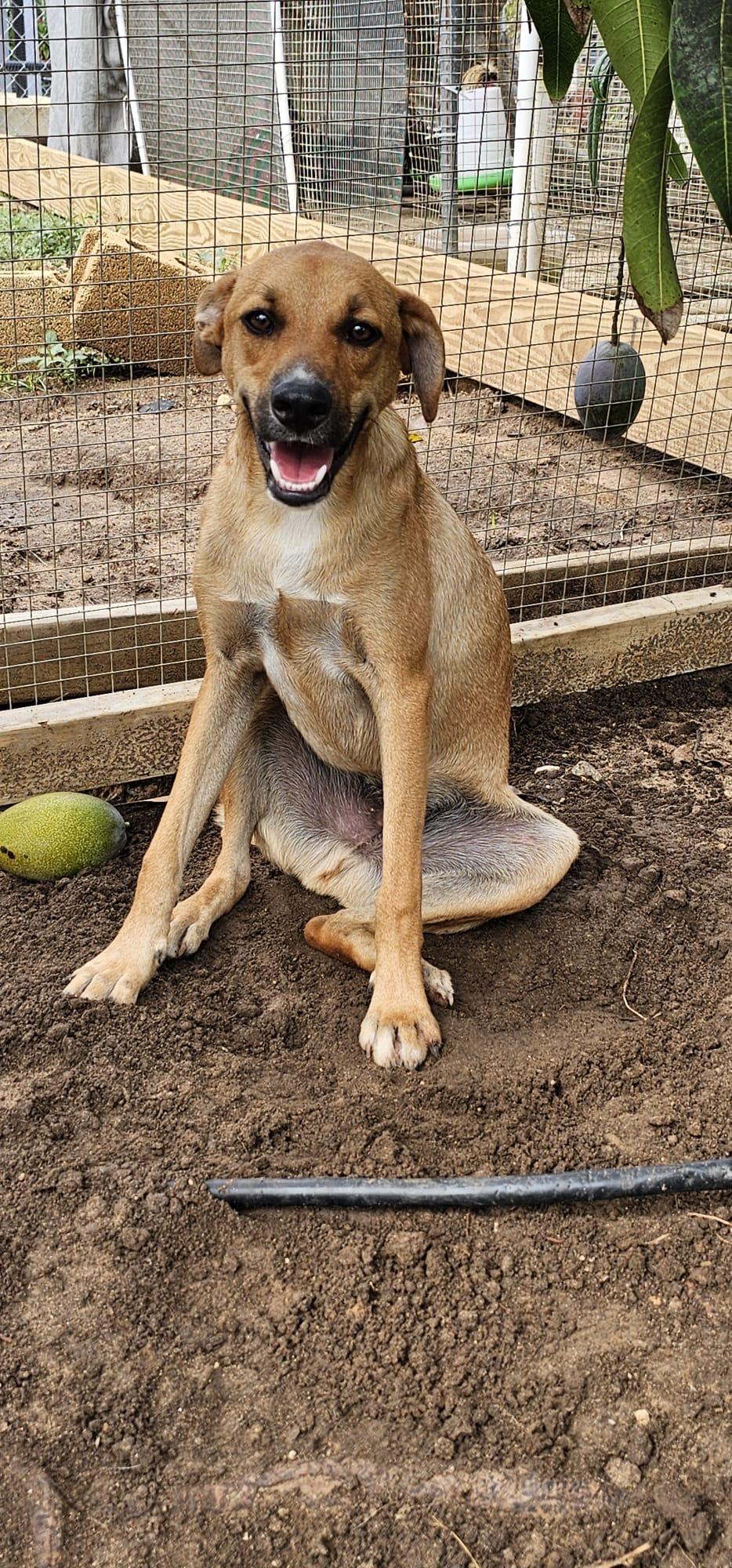 Mero, a Adoptable mixed breed in ISABELA, PR image 2/3