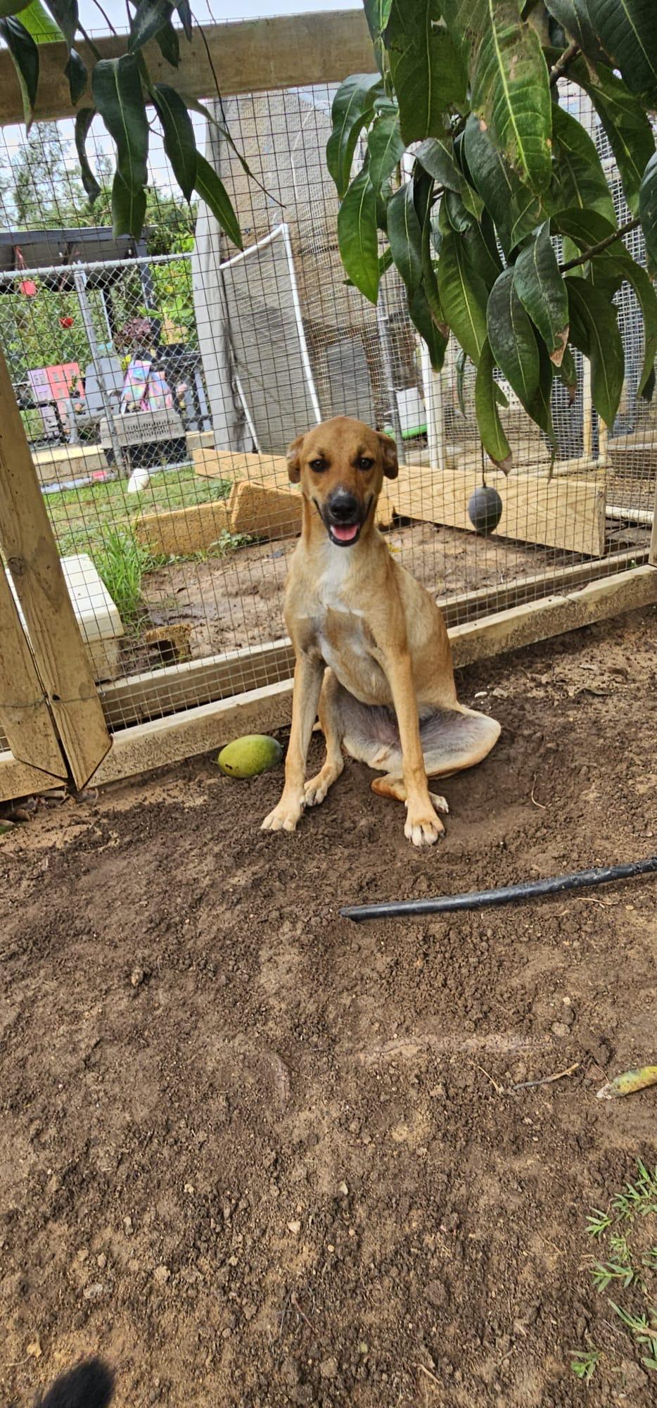 Mero, a Adoptable mixed breed in ISABELA, PR image 3/3