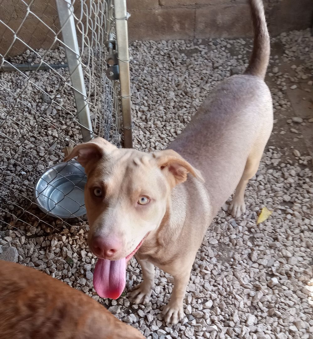 Enlarge Bandit (NJ), an adoptable mixed breed in Morristown, NJ image 2/5