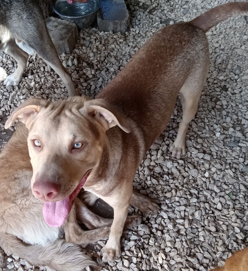 Enlarge Bandit (NJ), an adoptable mixed breed in Morristown, NJ image 3/5