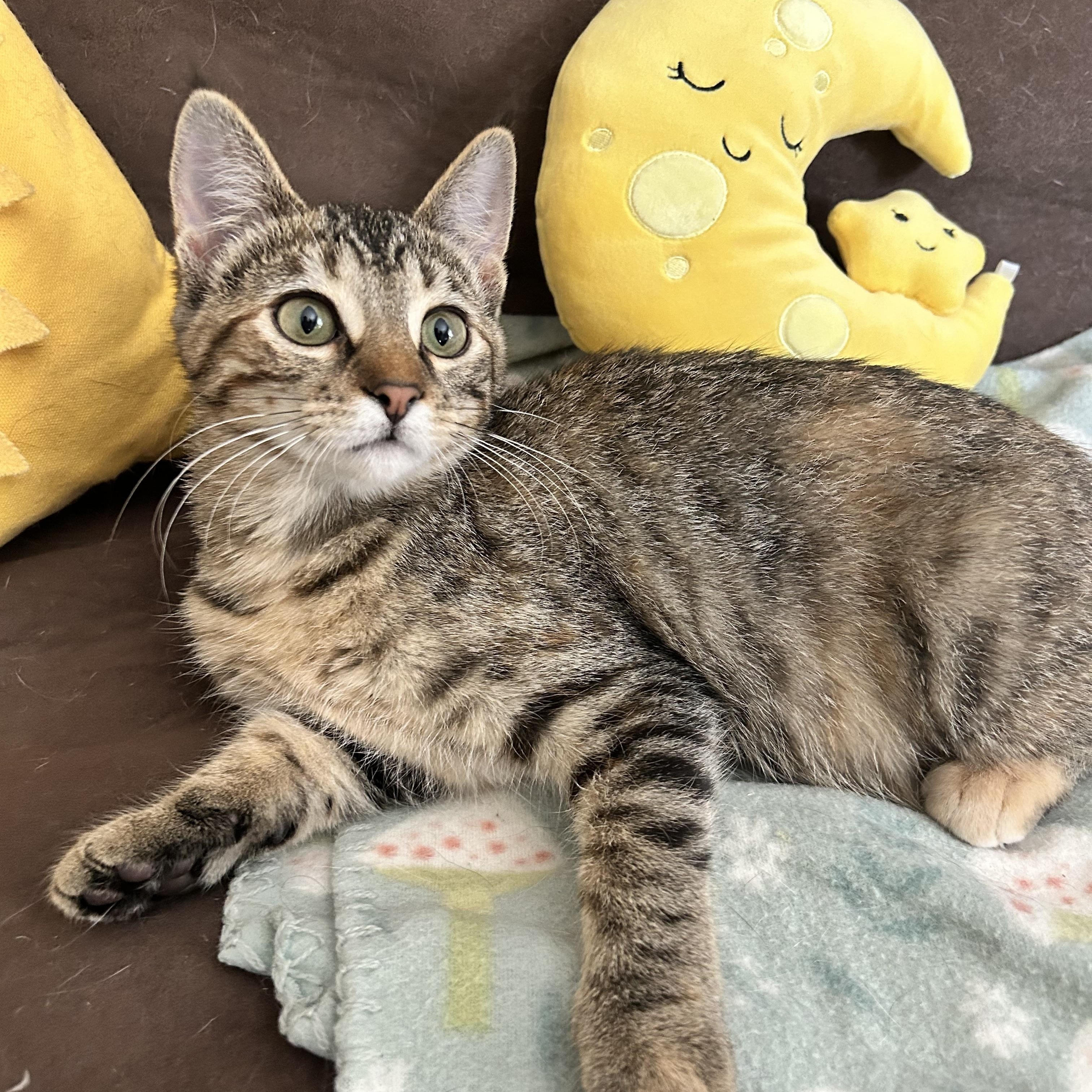 Enlarge Riley, a Adoptable Tabby in Grand Rapids, MI image 3/6