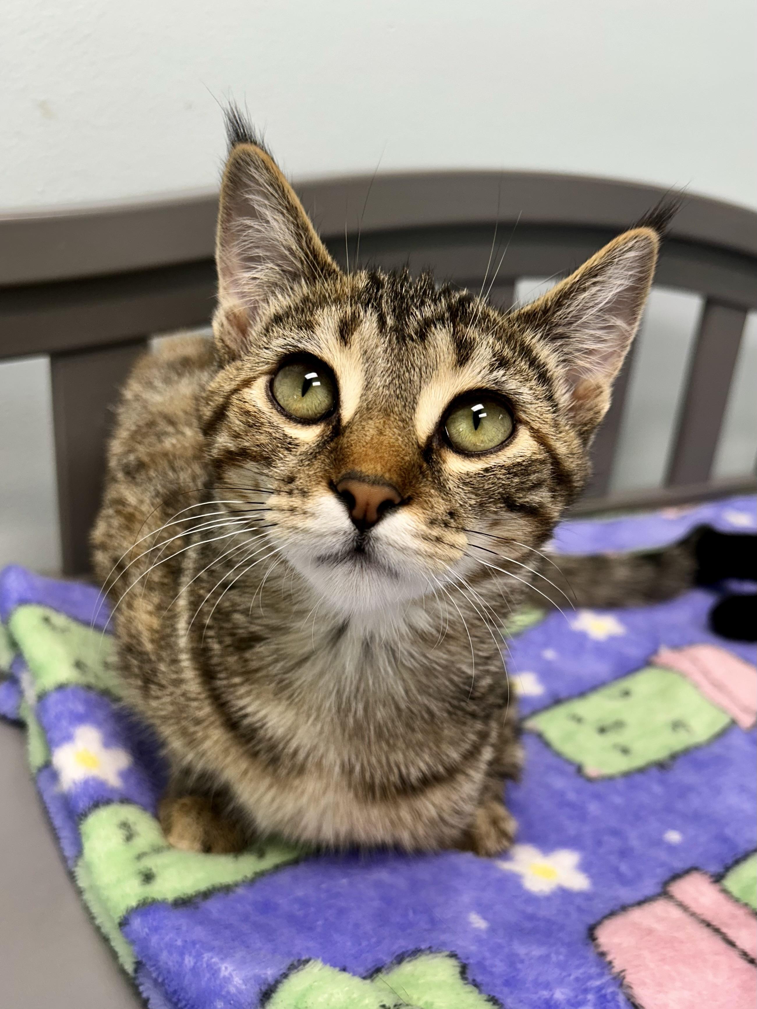 Enlarge Riley, a Adoptable Tabby in Grand Rapids, MI image 2/6