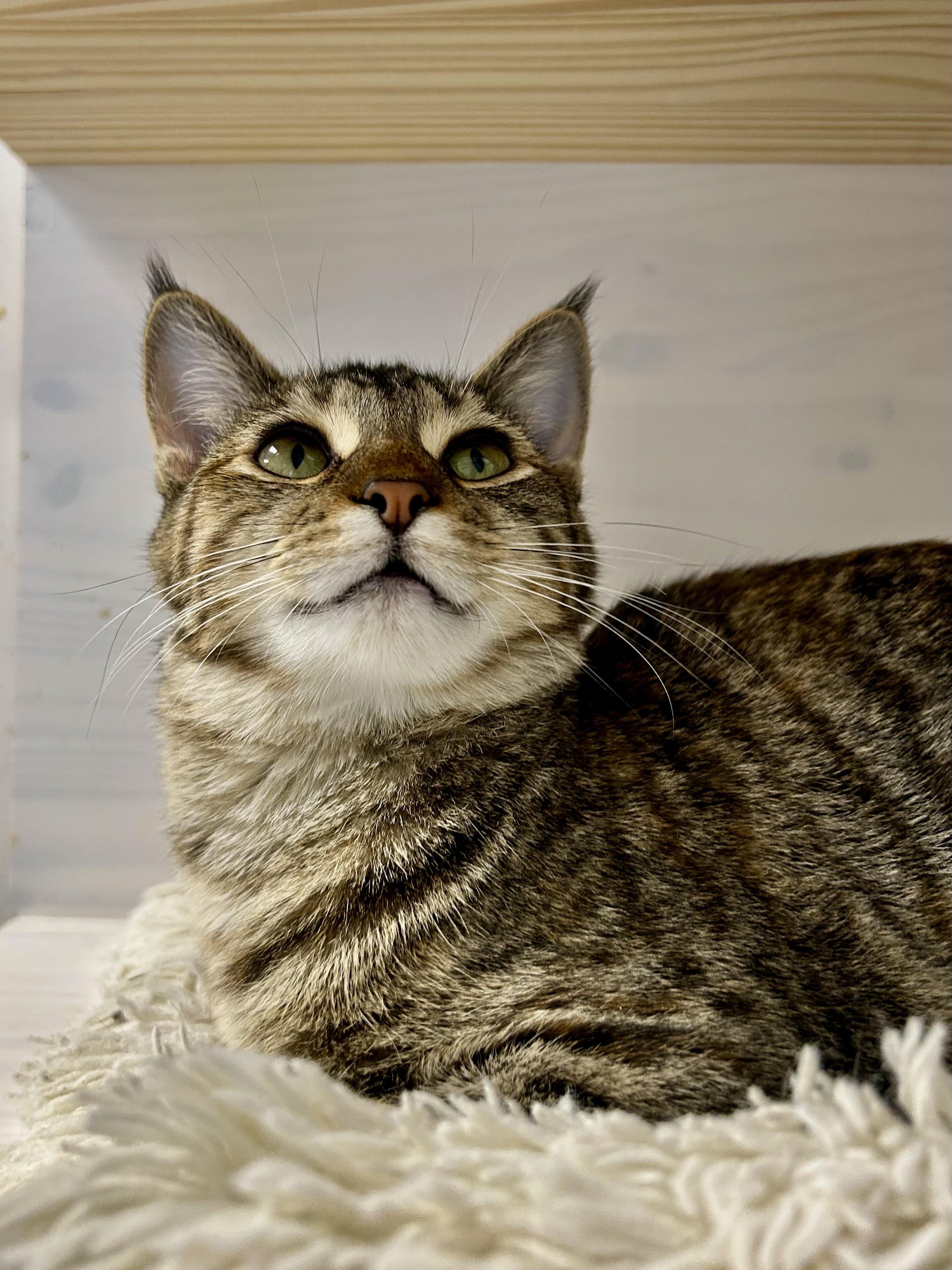 Enlarge Riley - CHOW HOUND - ADOPTION PENDING, a Adopted Tabby in Grand Rapids, MI image 6/6