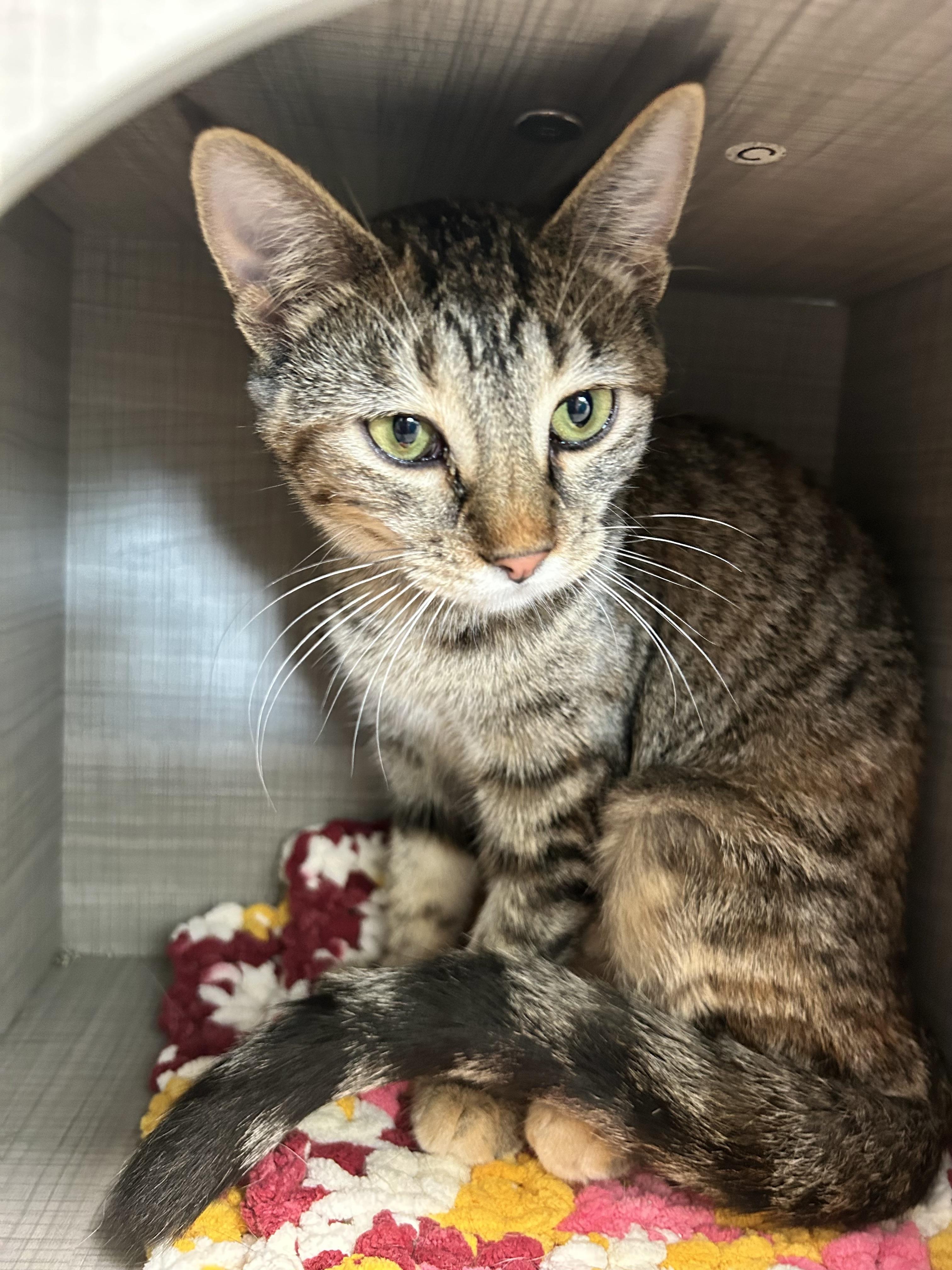 Enlarge Riley, a Adoptable Tabby in Grand Rapids, MI image 4/6